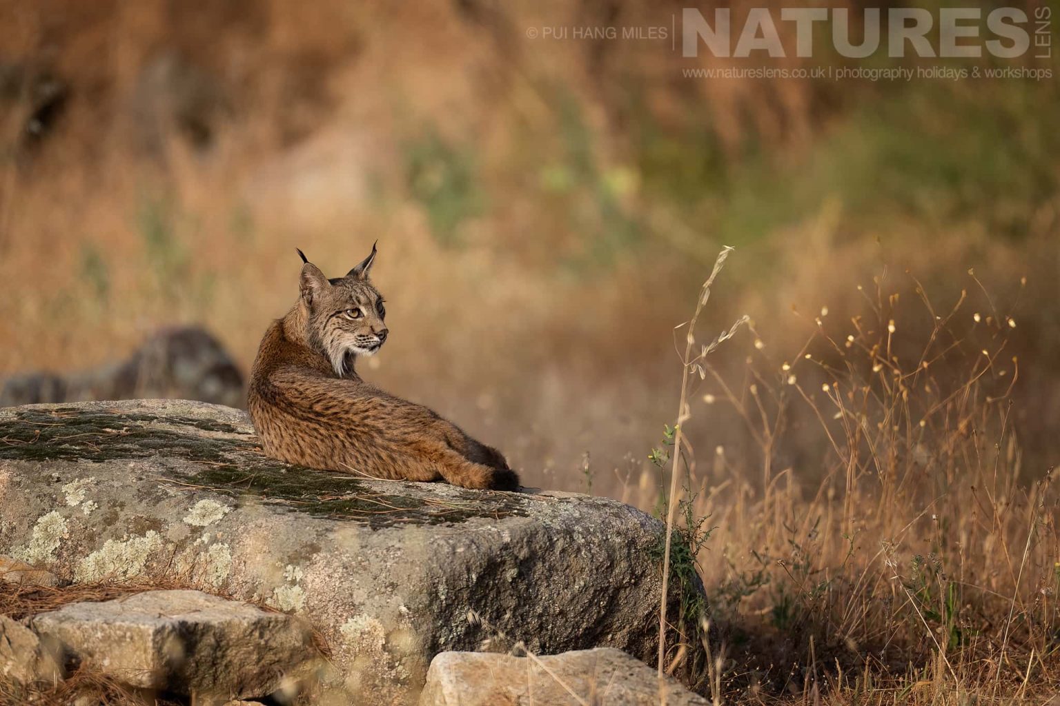 An Iberian Lynx Resting On Sunlit Rock 1 Photographed By Pui Hang Miles During The Natureslens Elusive Iberian Lynx During Summer Photography Holiday