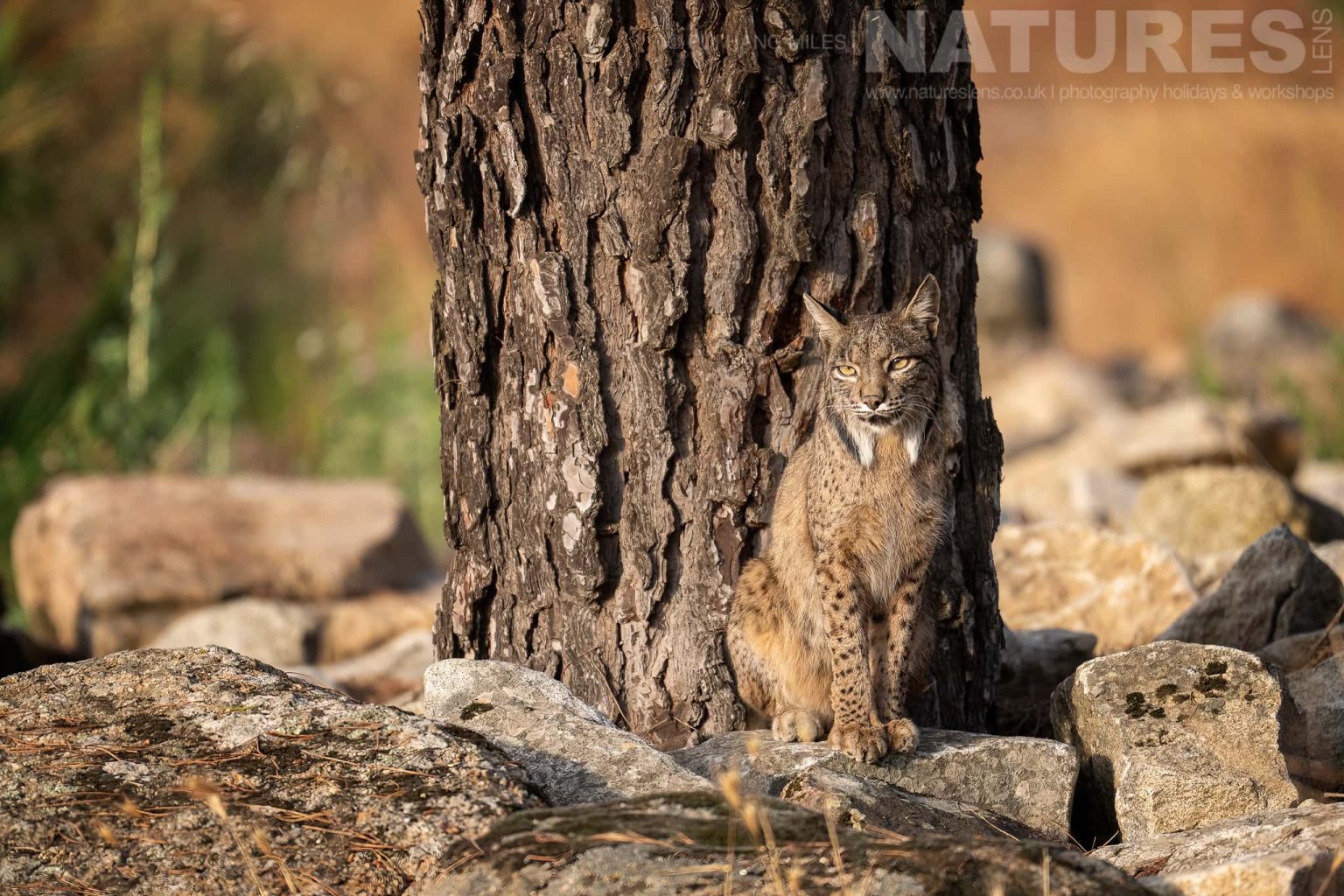 An Iberian Lynx Sitting By Tree Photographed By Pui Hang Miles During The Natureslens Elusive Iberian Lynx During Summer Photography Holiday