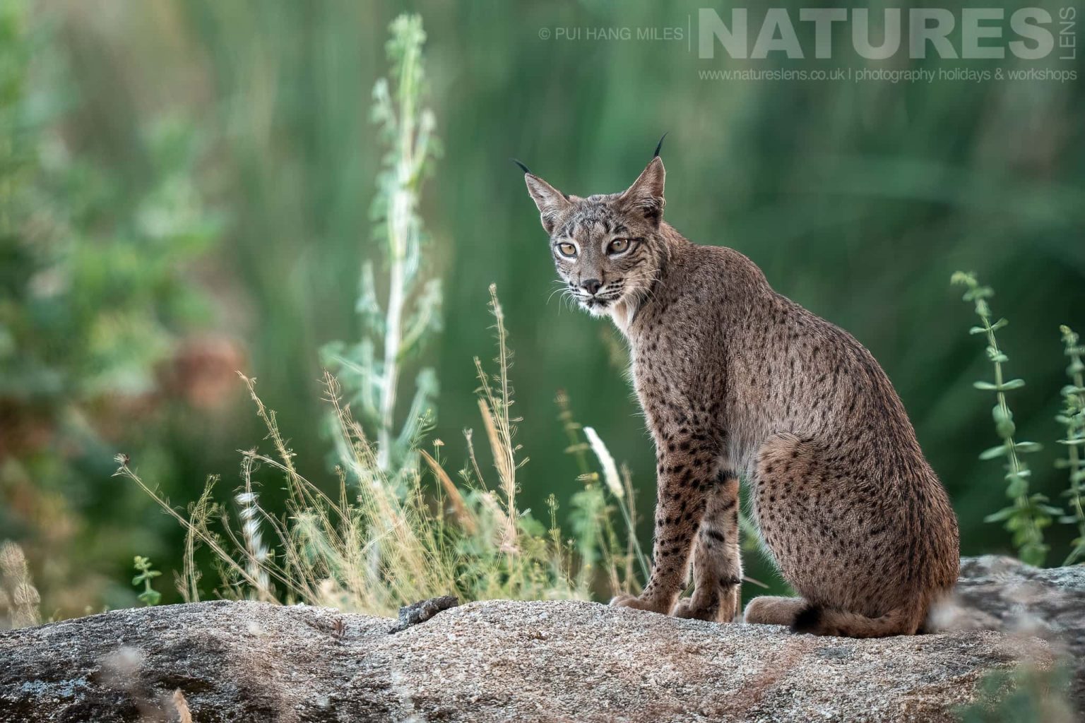 An Iberian Lynx Sitting On Rocky Ground Photographed By Pui Hang Miles During The Natureslens Elusive Iberian Lynx During Summer Photography Holiday
