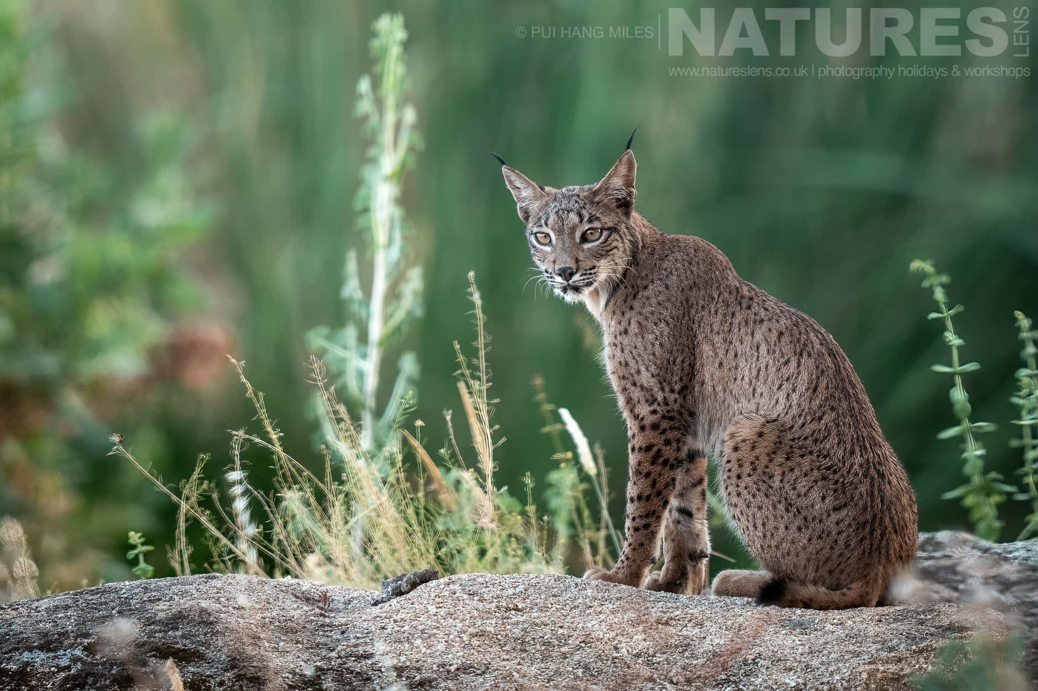 An Iberian Lynx Sitting On Rocky Ground - Photographed By Pui Hang Miles Whilst Leading The Natureslens Elusive Iberian Lynx During Summer Photography Holiday- One Of Our Hand-Picked Wildlife Photography Holidays For 2026