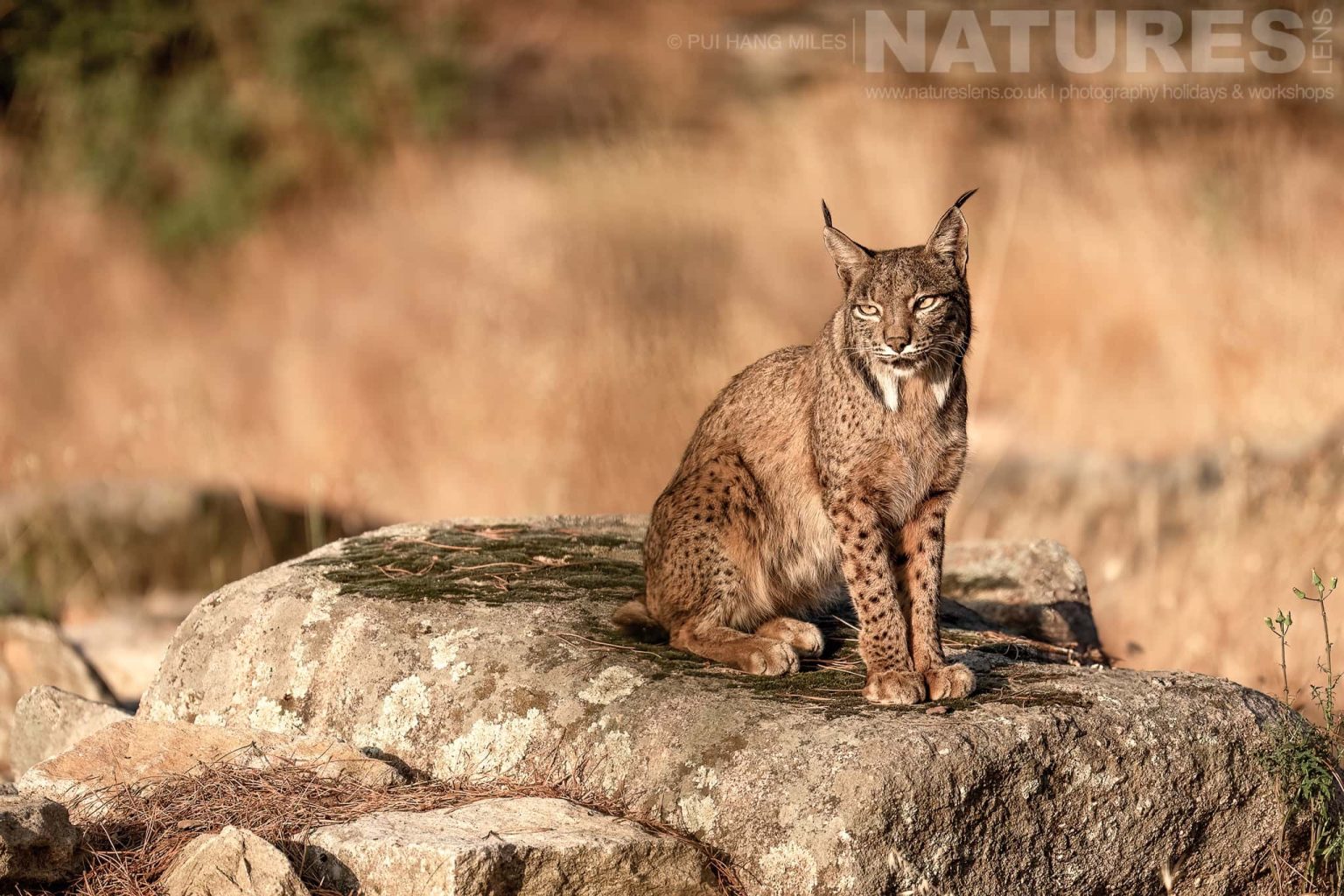 An Iberian Lynx Sitting On Sunlit Rock Photographed By Pui Hang Miles During The Natureslens Elusive Iberian Lynx During Summer Photography Holiday