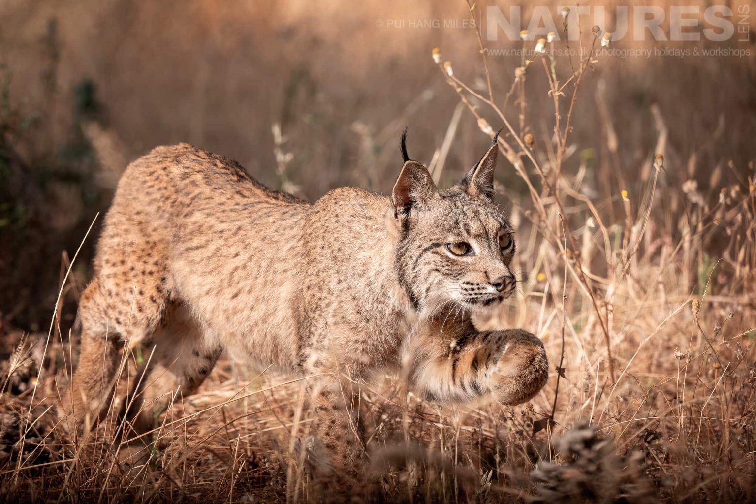 An Iberian Lynx Stalking Through Dry Grass Photographed By Pui Hang Miles During The Natureslens Elusive Iberian Lynx During Summer Photography Holiday