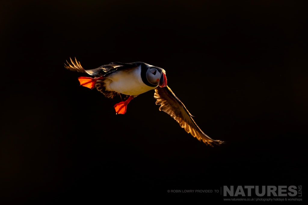 An In Flight Atlantic Puffin With Glowing Orange Feet Photographed By Robin Lowry During The Natureslens Puffins Of Iceland Photography Holiday On Grímsey Island