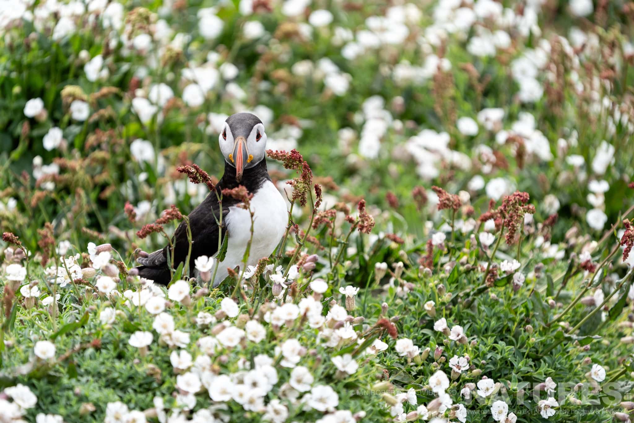 One Of Skomers Atlantic Puffins Amongst The Sea Campion One Of Skomer'S Atlantic Puffins, Amongst The Sea Campion