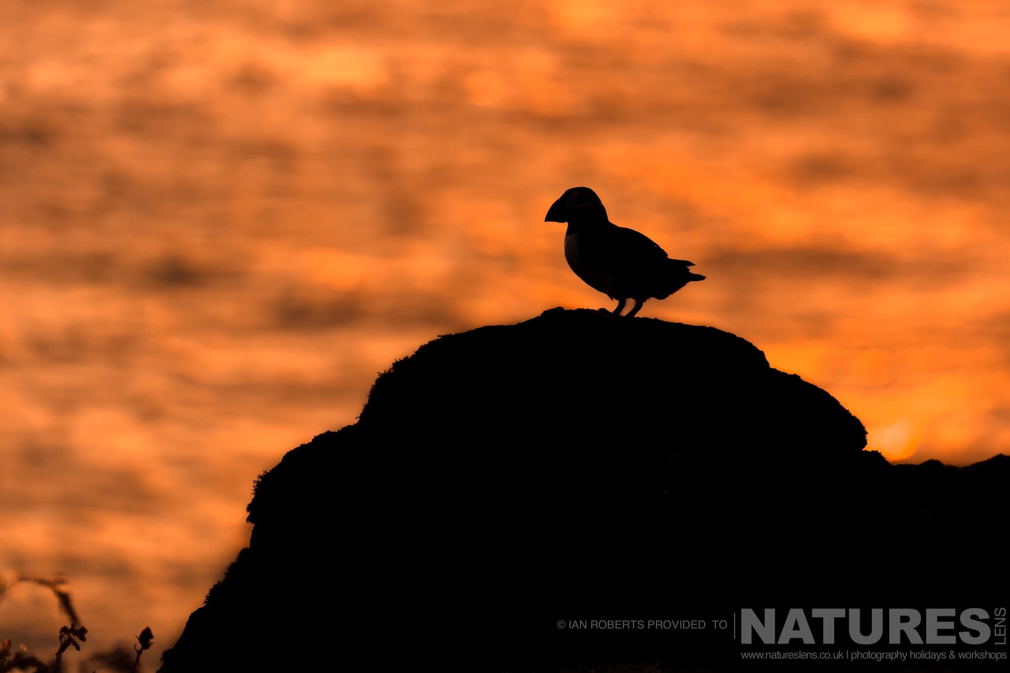 One Of Skomers Atlantic Puffins At Sunset One Of Skomer'S Atlantic Puffins At Sunset