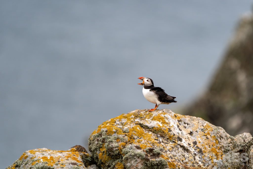 Atlantic Puffins, Seabirds & Golden Hour Magic in May 2025 with NaturesLens in