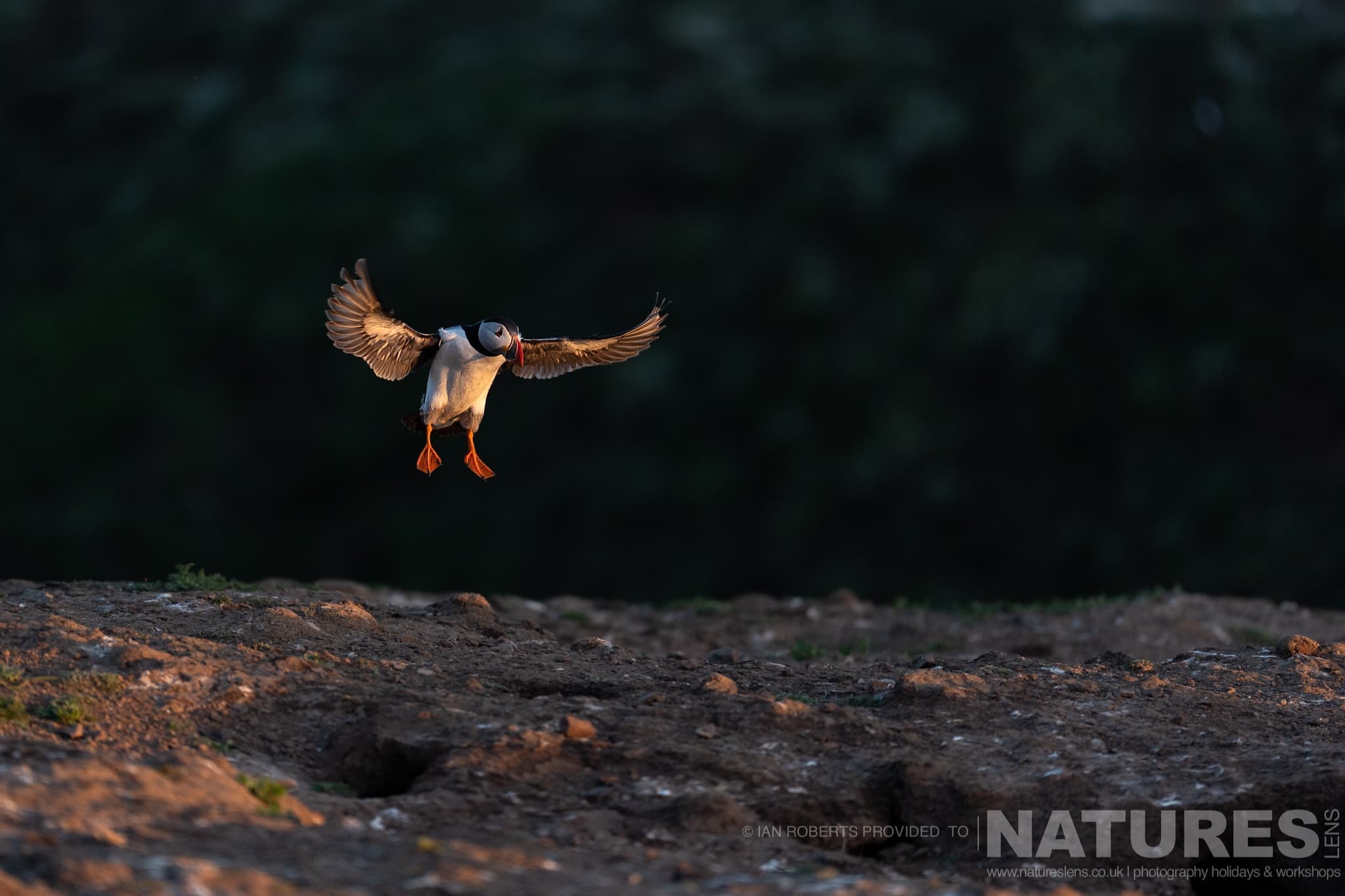 One Of Skomers Atlantic Puffins Coming In To Land At The End Of The Day One Of Skomer'S Atlantic Puffins, Coming In To Land At The End Of The Day