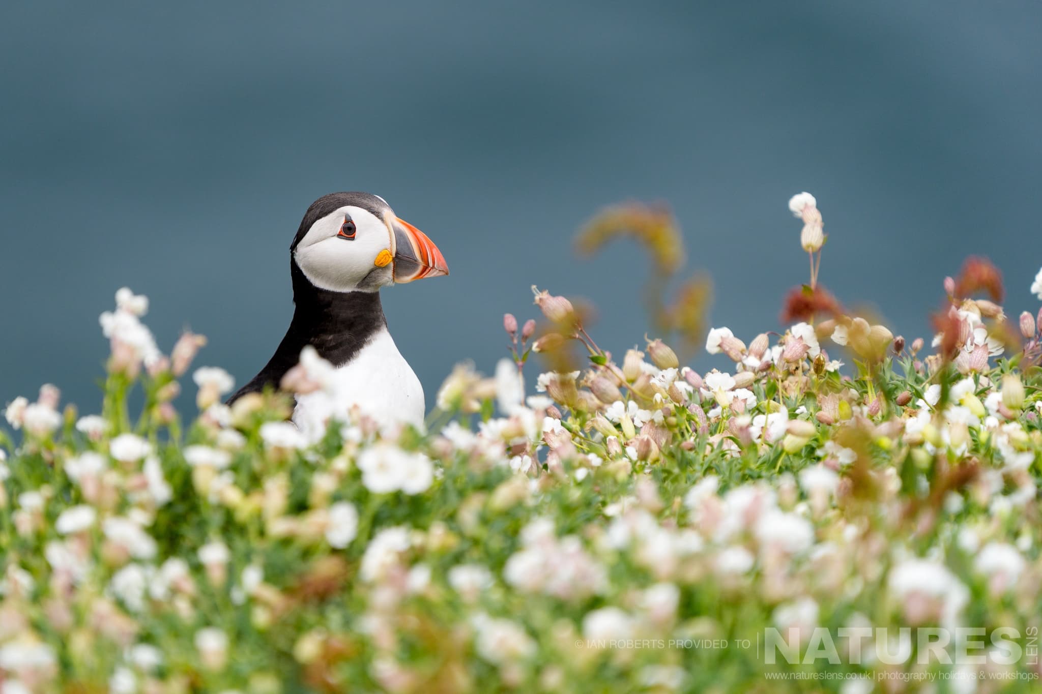 One Of Skomers Famous Atlantic Puffins Amongst The Sea Campion One Of Skomer'S Famous Atlantic Puffins, Amongst The Sea Campion