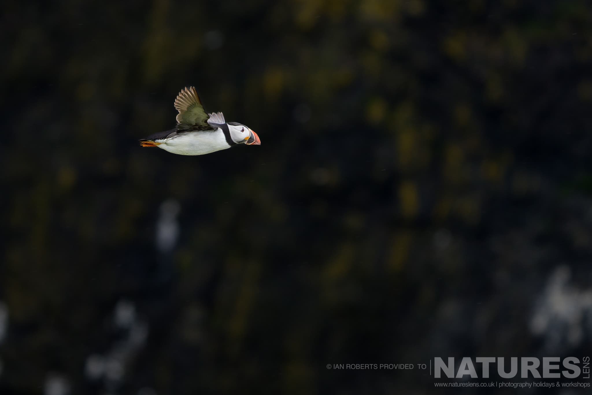 One Of Famous Skomers Atlantic Puffins In Flight One Of Famous Skomer'S Atlantic Puffins In Flight