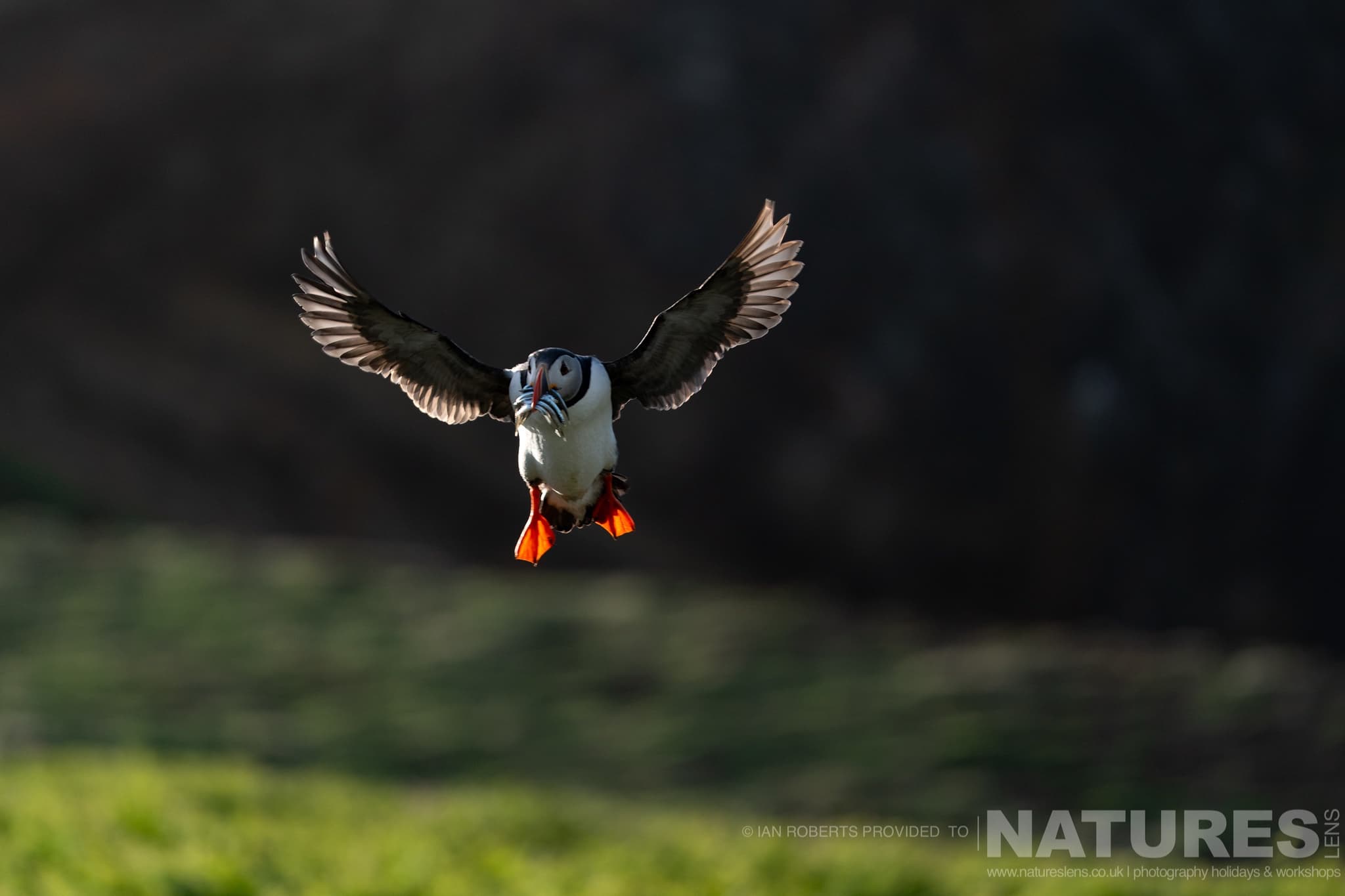 One Of The Atlantic Puffins Coming In To Land With A Beak Full Of Sand Eels One Of The Atlantic Puffins Coming In To Land With A Beak Full Of Sand-Eels