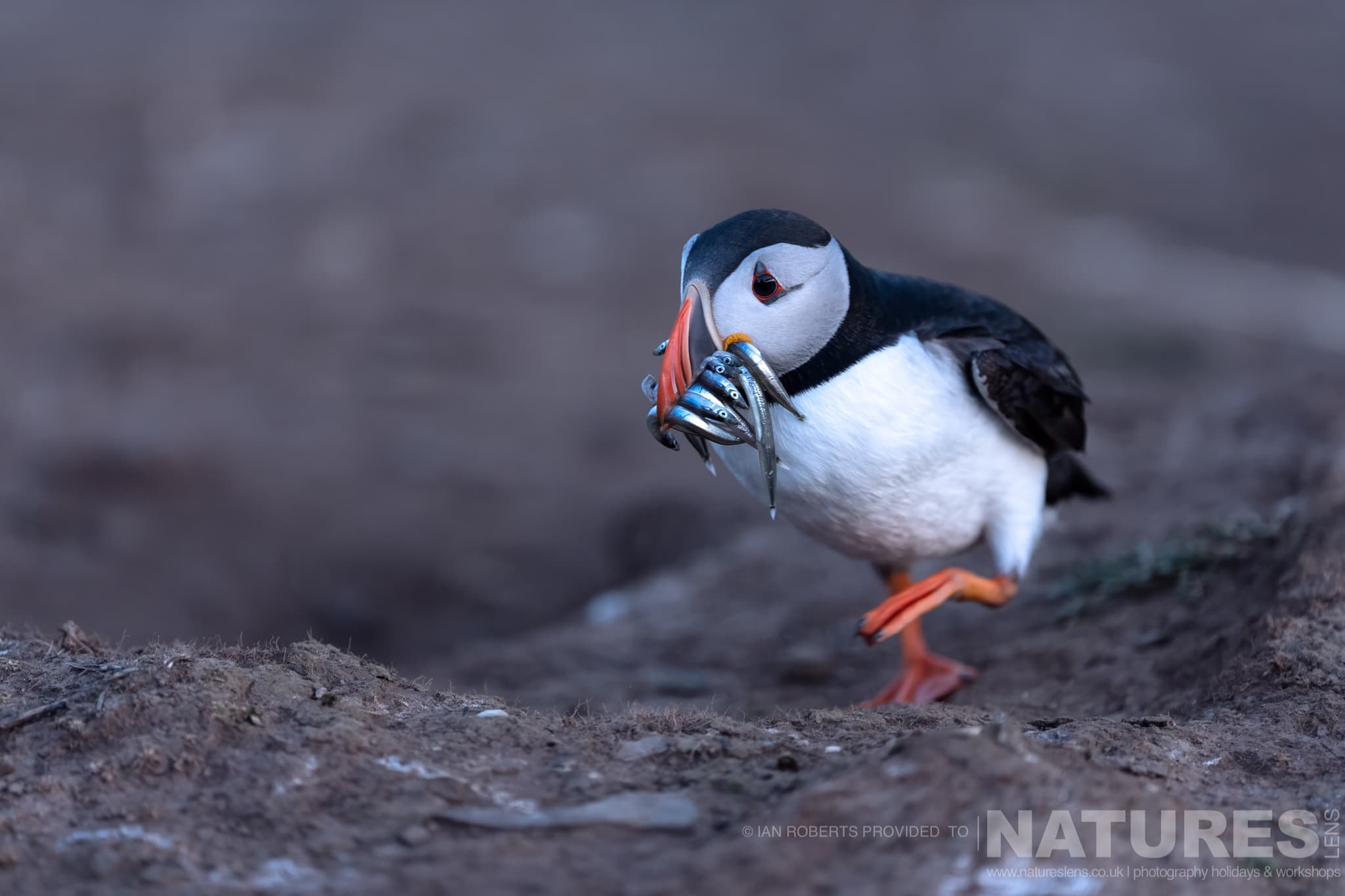 One Of The Atlantic Puffins Returning To The Nest With A Beak Full Of Sand Eels One Of The Atlantic Puffins Returning To The Nest With A Beak Full Of Sand-Eels