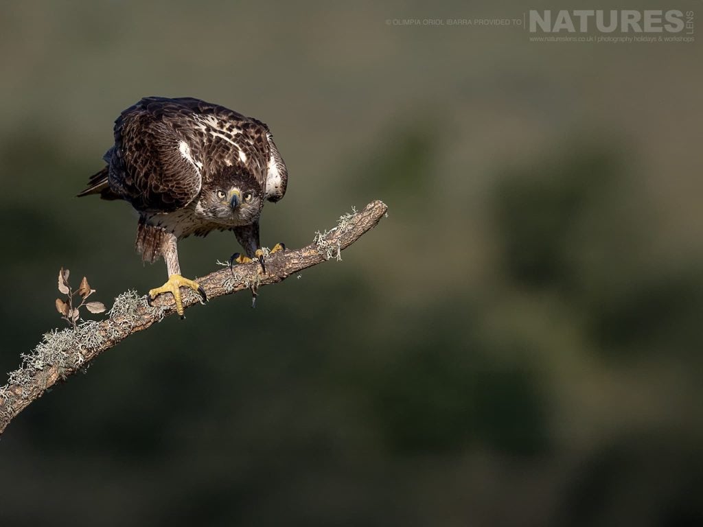 Wildlife Photography Holiday in Extremadura with NaturesLens in