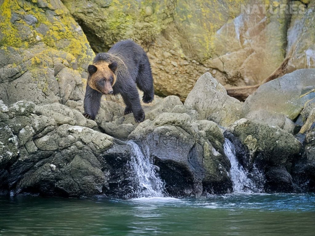 Photograph the Brown Bears of Hokkaido with NaturesLens in 2028