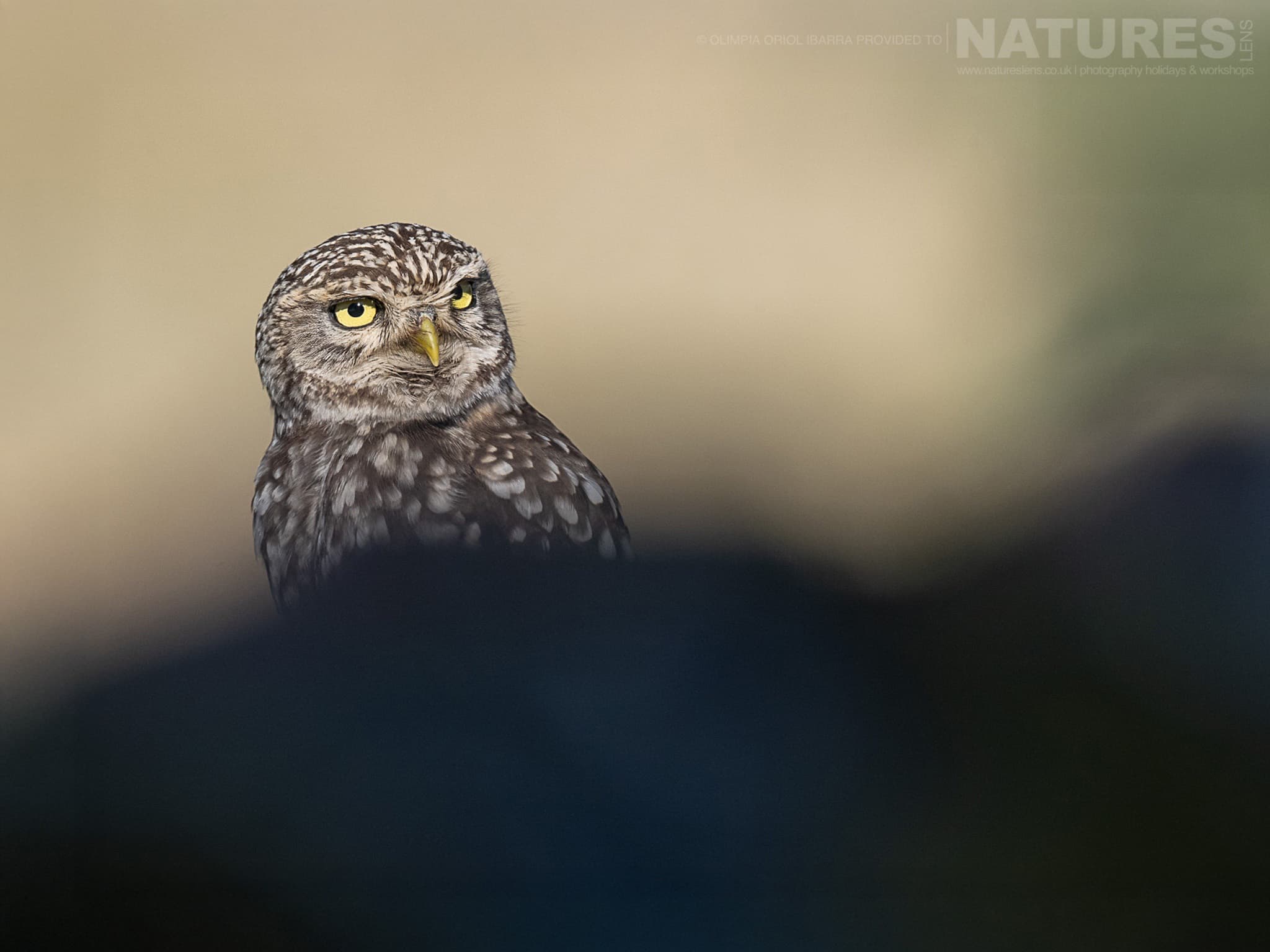 One Of The Estates Little Owls Perched On A Rooftop Photographed On The Estate Used For The Natureslens Birds Of Extremadura Photography Holiday One Of The Estate'S Little Owls Perched On A Rooftop - Photographed On The Estate Used For The Natureslens Birds Of Extremadura Photography Holiday