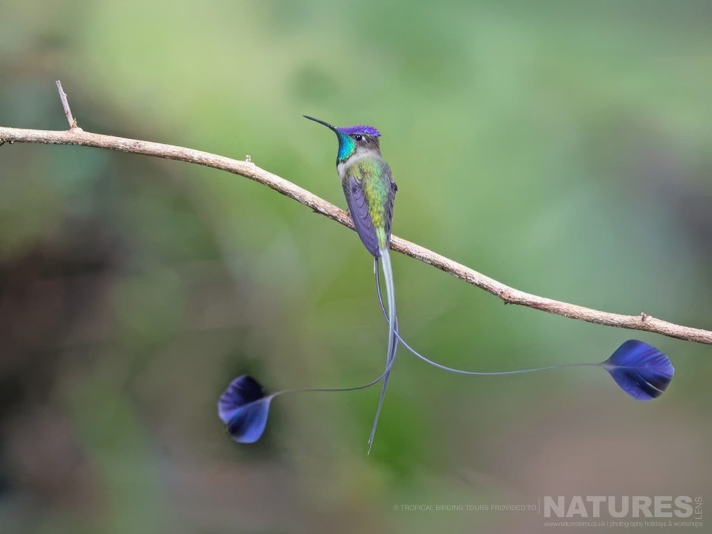 The Remarkable Marvelous Spatuletail Photographed At The Locations Used For The Natureslens Ultimate Hummingbird Photography Holiday A Marvelous Spatuletail Perched On A Branch With Its Long Tail Streamers Hanging Below