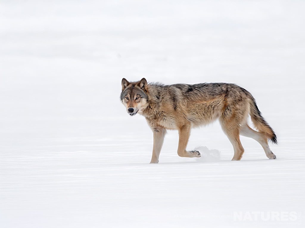Timber Wolf On Snow Photographed At The Locations Used For The Natureslens Wolves Lynx Winter Wildlife Of Canada Photography Holiday A Timber Wolf Standing On Snow