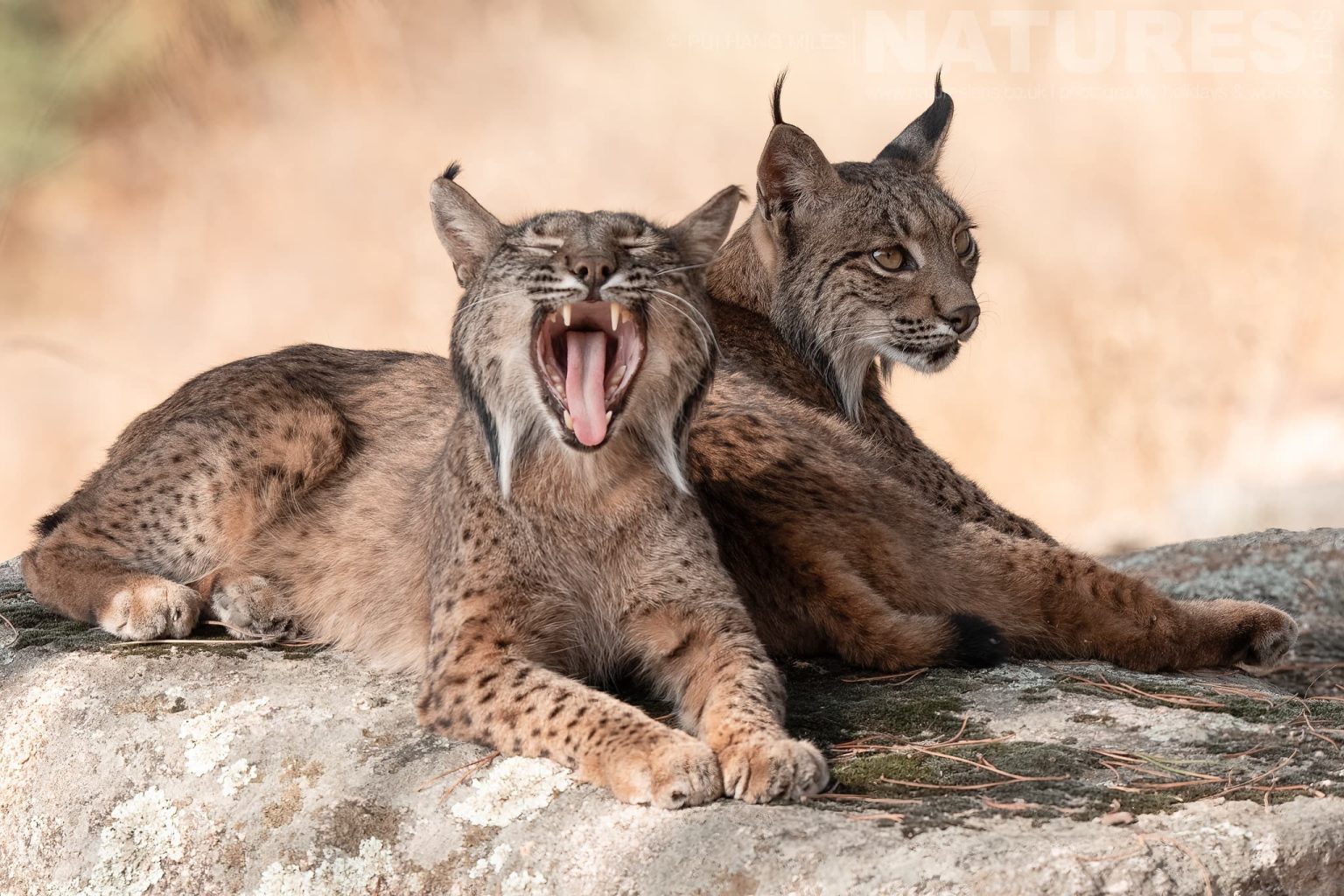 Two Iberian Lynx Resting On Rocky Surface One Yawning Photographed By Pui Hang Miles During The Natureslens Elusive Iberian Lynx During Summer Photography Holiday
