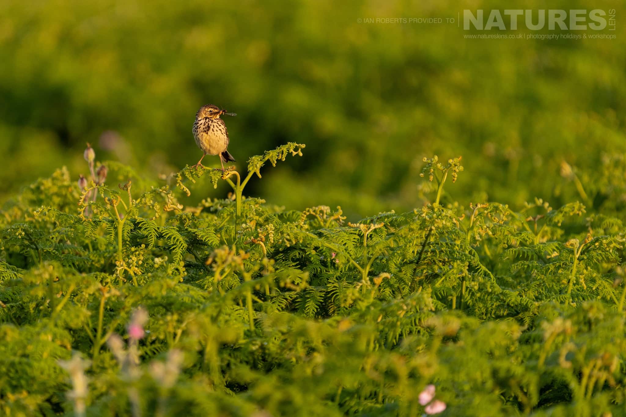 A Meadow Pipit Perched On Green Leafy Plant Photographed By Ian Roberts Whilst Spending Four Days With The Puffins Of Skomer Island Guiding For Natureslens A Meadow Pipit Perched On Green Leafy Plant - Photographed By Ian Roberts Whilst Spending Four Days With The Puffins Of Skomer Island Guiding For Natureslens