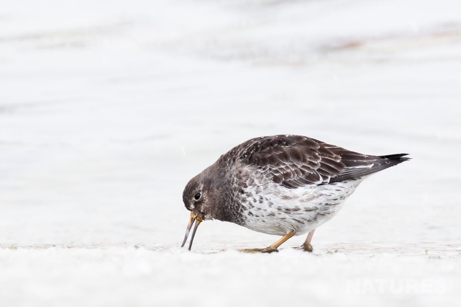 A Purple Sandpiper Feeding At The Snowy Shore Photographed By Alison Jenkins Who Will Be Leading The Natureslens Arctic Wildlife of Varanger Photography Holiday