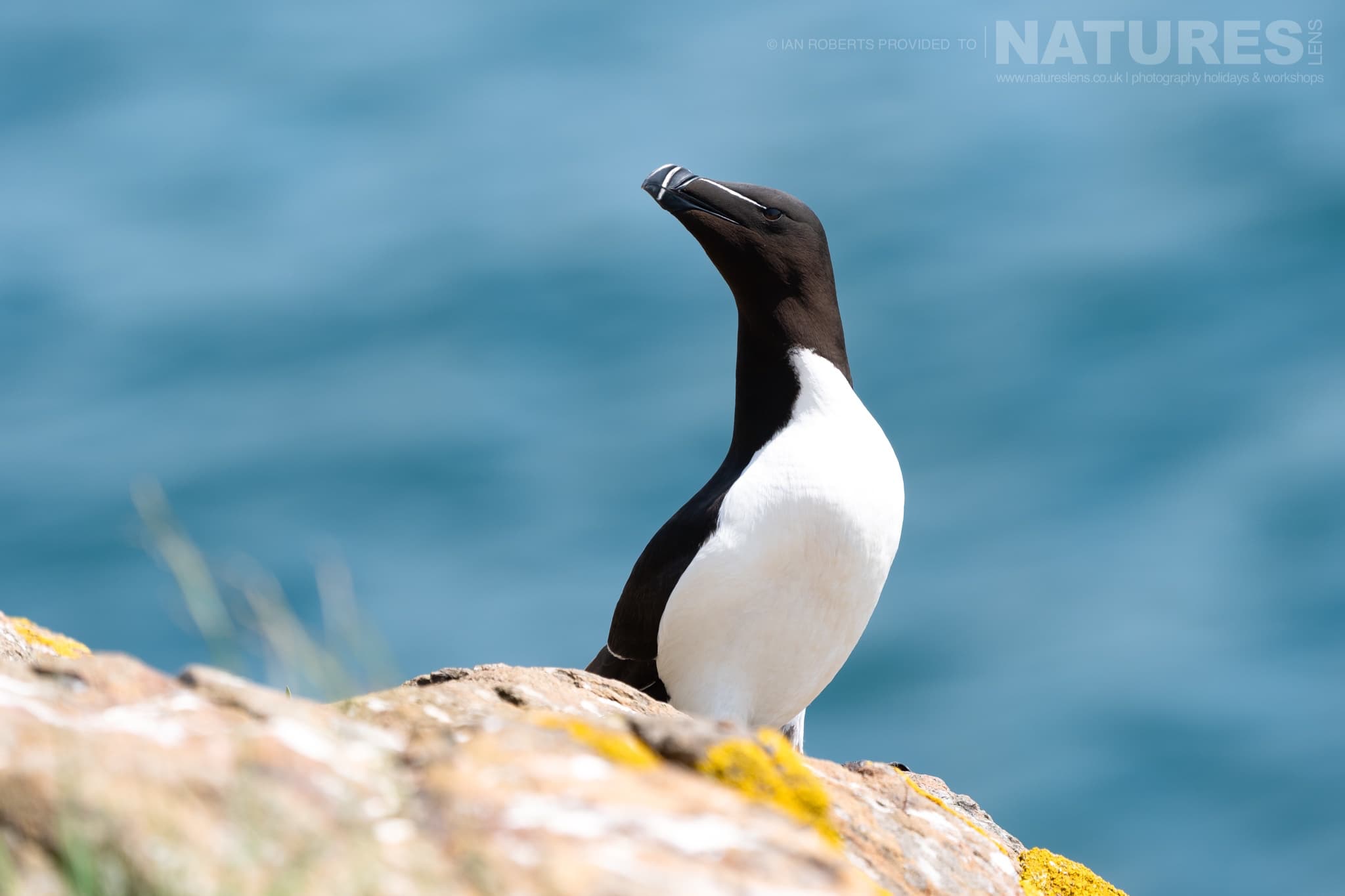 A Razorbill Perched On A Coastal Rock Photographed By Ian Roberts Whilst Spending Four Days With The Puffins Of Skomer Island Guiding For Natureslens A Razorbill Perched On A Coastal Rock - Photographed By Ian Roberts Whilst Spending Four Days With The Puffins Of Skomer Island Guiding For Natureslens