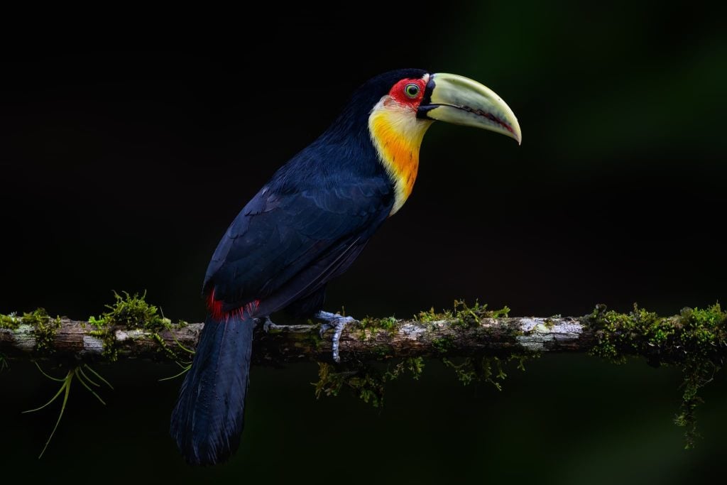 Photograph the Birds of Brazil with NaturesLens in 2027