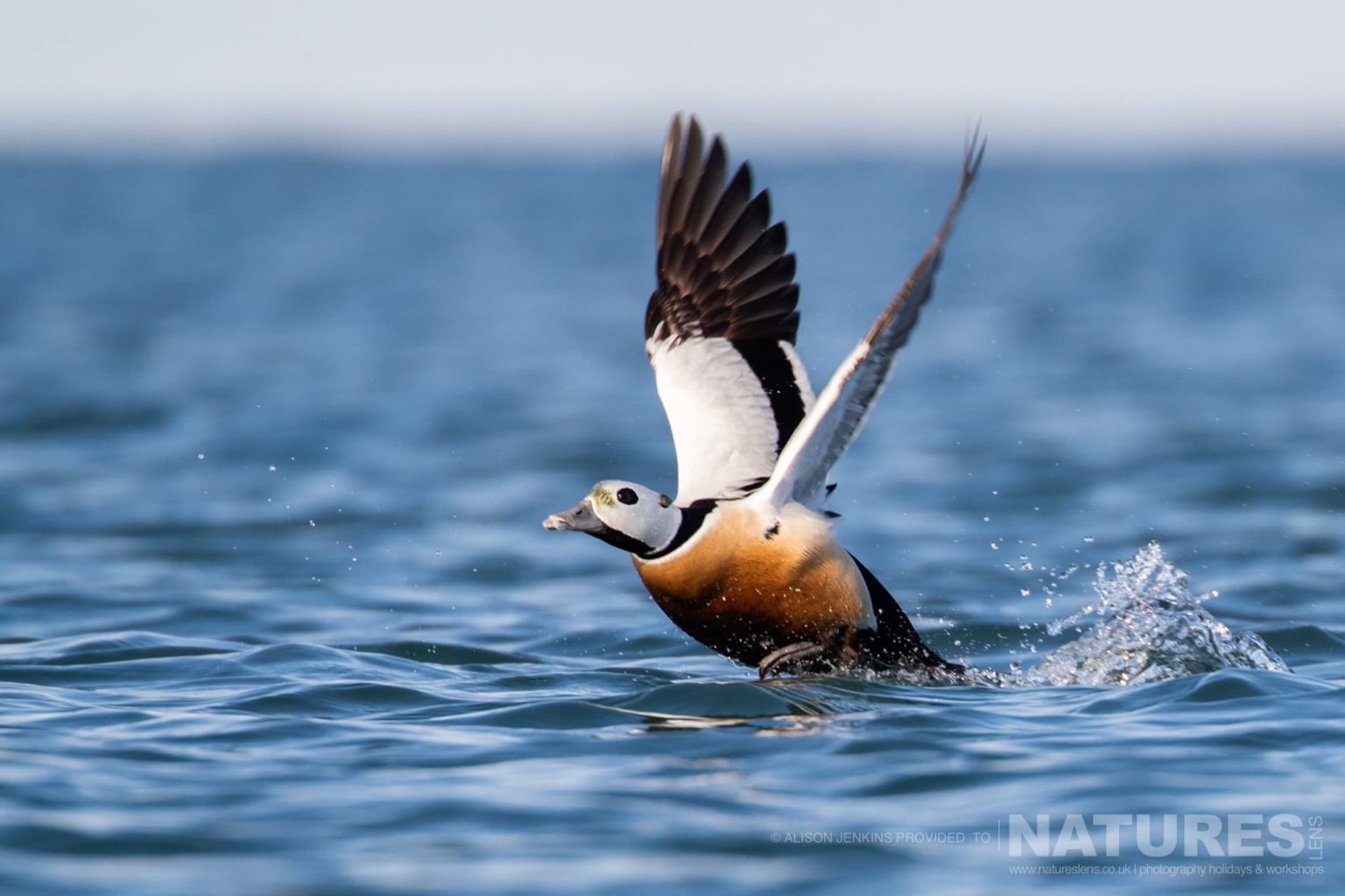 A Steller's Eider Taking Off Water Photographed By Alison Jenkins Who Will Be Leading The Natureslens Arctic Wildlife of Varanger Photography Holiday