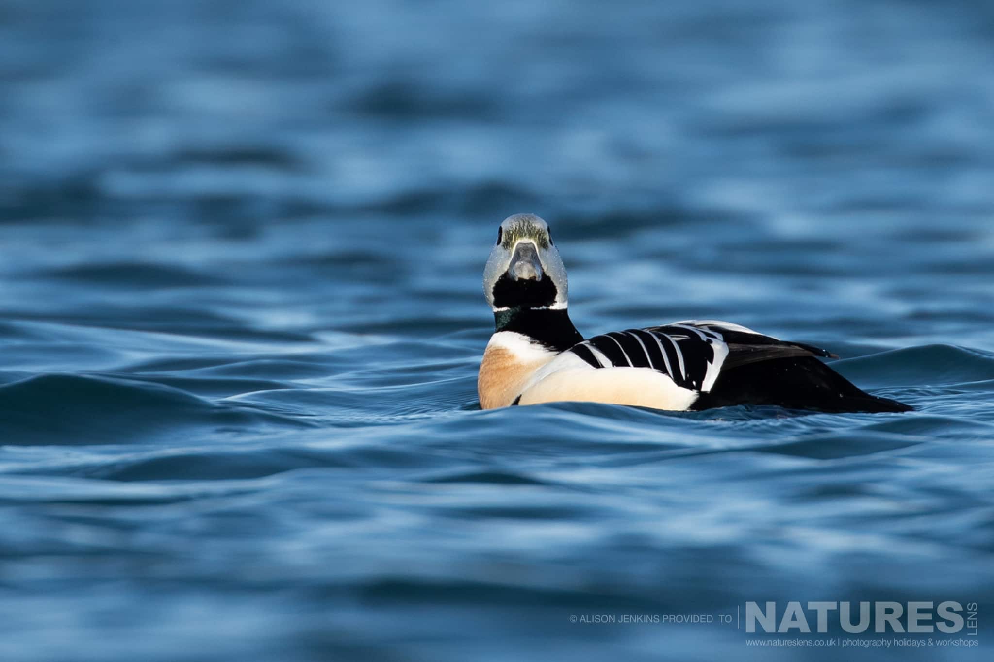 A Stellers Eider Swimming On Deep Blue Water Photographed By Alison Jenkins Who Will Be Leading The Natureslens Arctic Wildlife Puffins In The Snow Photography Holiday A Steller'S Eider Swimming On Deep Blue Water - Photographed By Alison Jenkins Who Will Be Leading The Natureslens Arctic Wildlife &Amp; Puffins In The Snow Photography Holiday