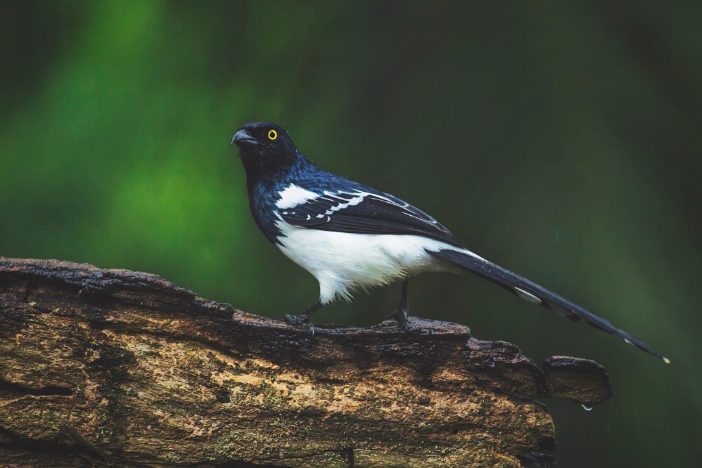 A Fantastic Magpie Tanager Perched One Of The Species That You Will Be Able To Photograph During The Natureslens Birds Of Brazil Photography Holiday A Magpie Tanager Perched On A Branch In Brazil