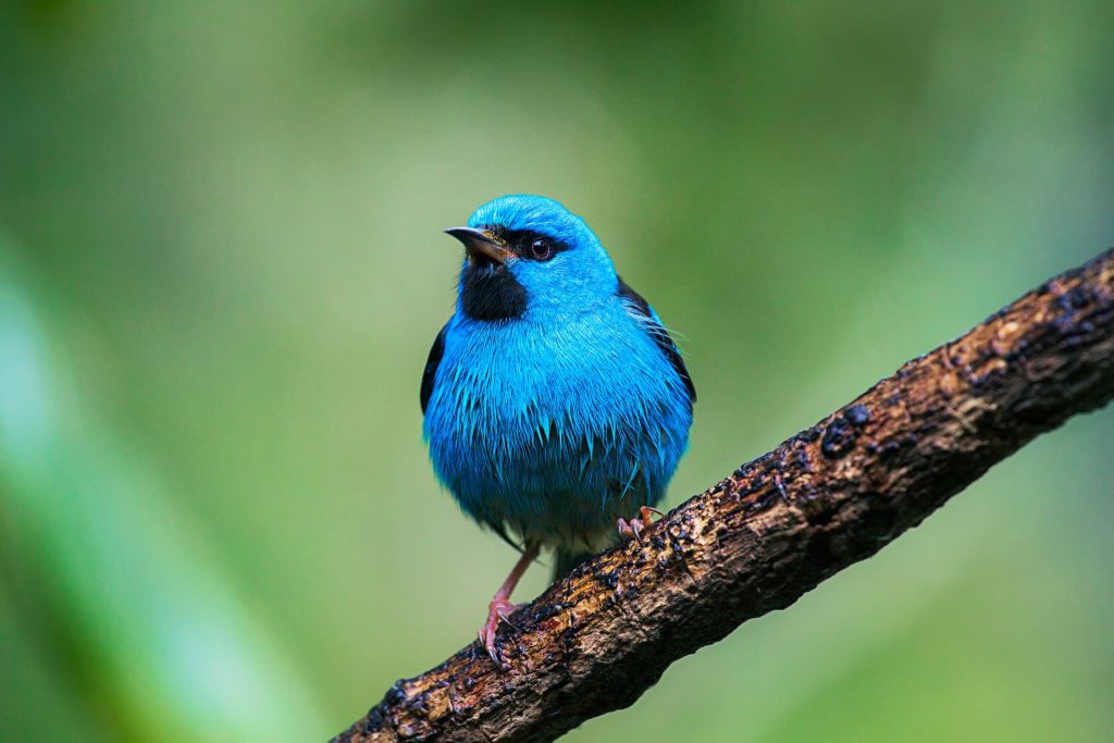A Perched Blue Dacnis One Of The Species That You Will Be Able To Photograph During The Natureslens Birds Of Brazil Photography Holiday A Blue Dacnis Perched On A Branch In Brazil