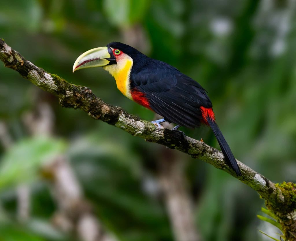 A Portrait Of A Red Breasted Toucan On A Tree Branch One Of The Species That You Will Be Able To Photograph During The Natureslens Birds Of Brazil Photography Holiday 1 A Portrait Of A Red-Breasted Toucan Showing Its Long Bill