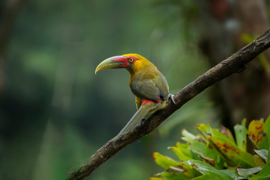 A Portrait Of A Saffron Toucanet On A Tree Branch One Of The Species That You Will Be Able To Photograph During The Natureslens Birds Of Brazil Photography Holiday A Portrait Of A Saffron Toucanet On A Tree Branch