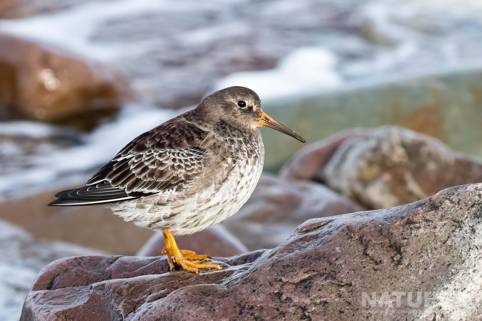 A Purple Sandpiper Standing On A Coastal Rock Photographed By Alison Jenkins Who Will Be Leading The Natureslens Arctic Wildlife Puffins In The Snow Photography Holiday A Purple Sandpiper Standing On A Coastal Rock - Photographed By Alison Jenkins Who Will Be Leading The Natureslens Arctic Wildlife &Amp; Puffins In The Snow Photography Holiday