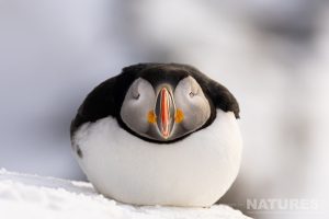 A Resting Puffin On The Snow Photographed By Alison Jenkins Who Will Be Leading The Natureslens Arctic Wildlife of Varanger Photography Holiday