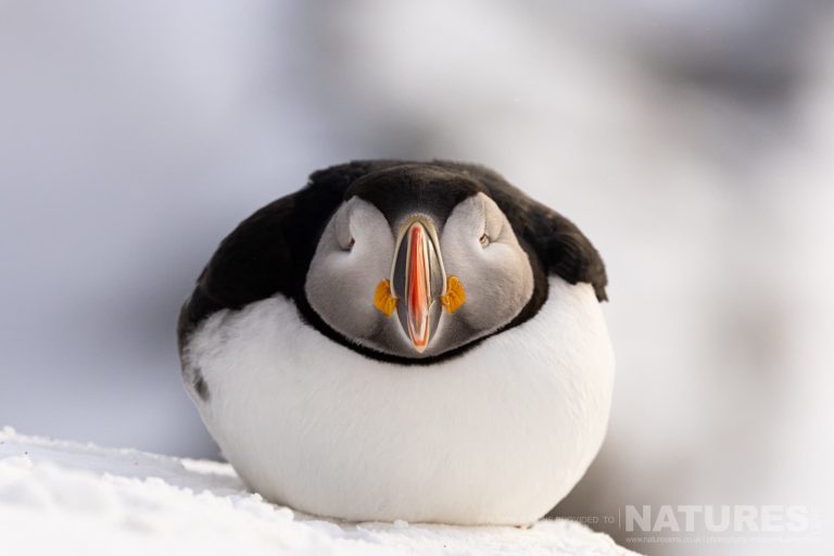 Winter Wildlife Of Arctic Varanger