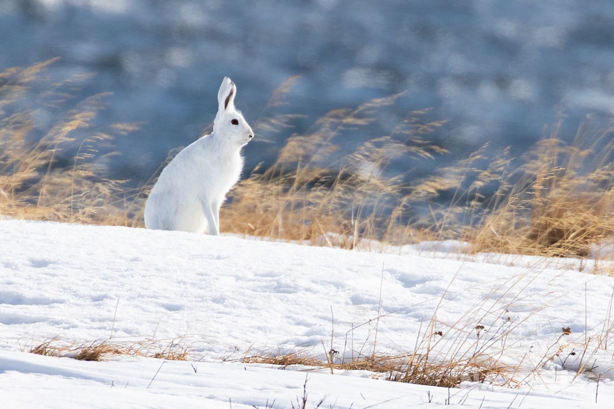 A Sitting White Hare On A Snowy Field Photographed By Alison Jenkins Who Will Be Leading The Natureslens Arctic Wildlife Of Varanger Photography Holiday A Sitting White Hare On A Snowy Field Photographed By Alison Jenkins Who Will Be Leading The Natureslens Arctic Wildlife Of Varanger Photography Holiday