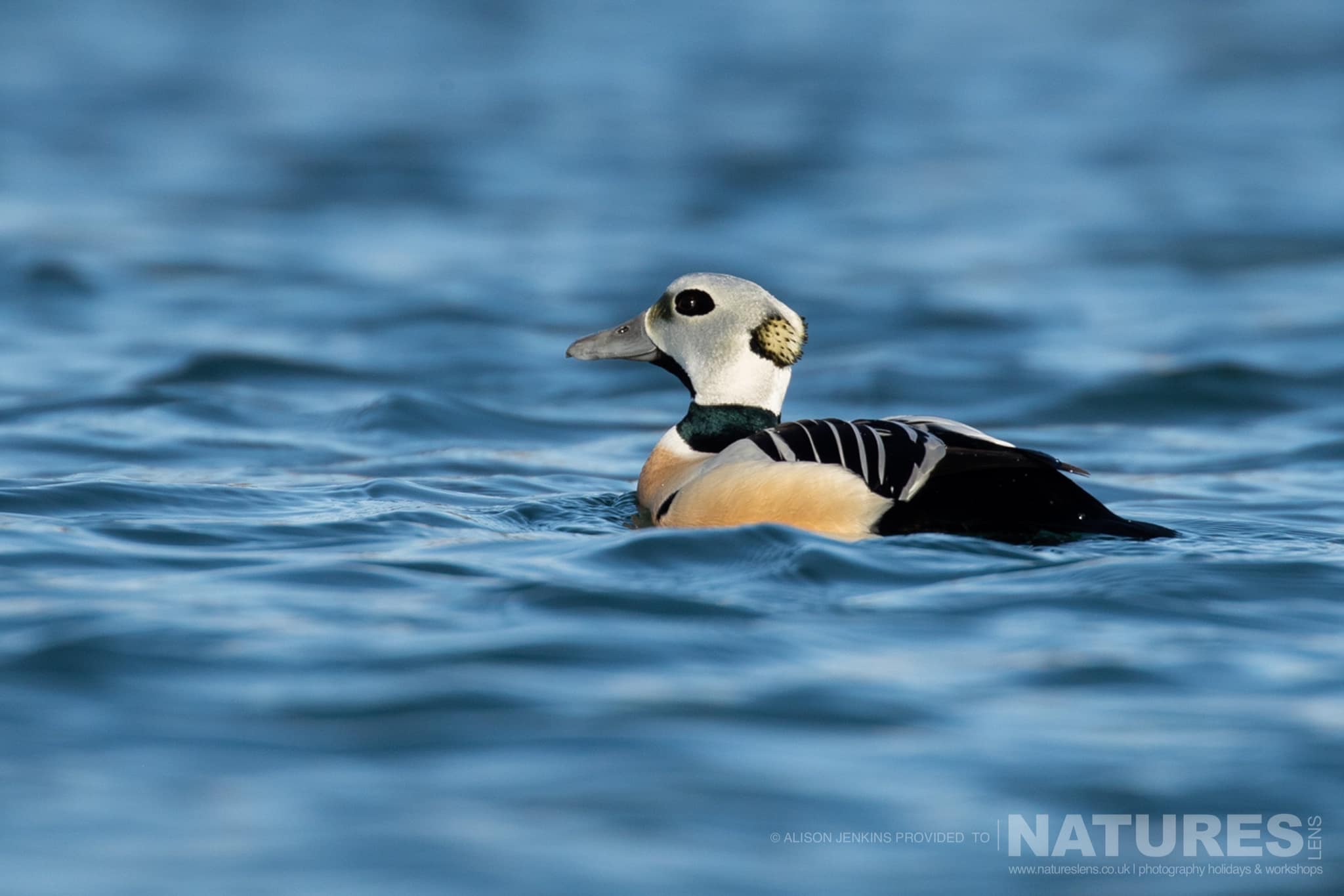 A Spectacled Eider Swimming On The Water Photographed By Alison Jenkins Who Will Be Leading The Natureslens Arctic Wildlife Puffins In The Snow Photography Holiday A Spectacled Eider Swimming On The Water - Photographed By Alison Jenkins Who Will Be Leading The Natureslens Arctic Wildlife &Amp; Puffins In The Snow Photography Holiday