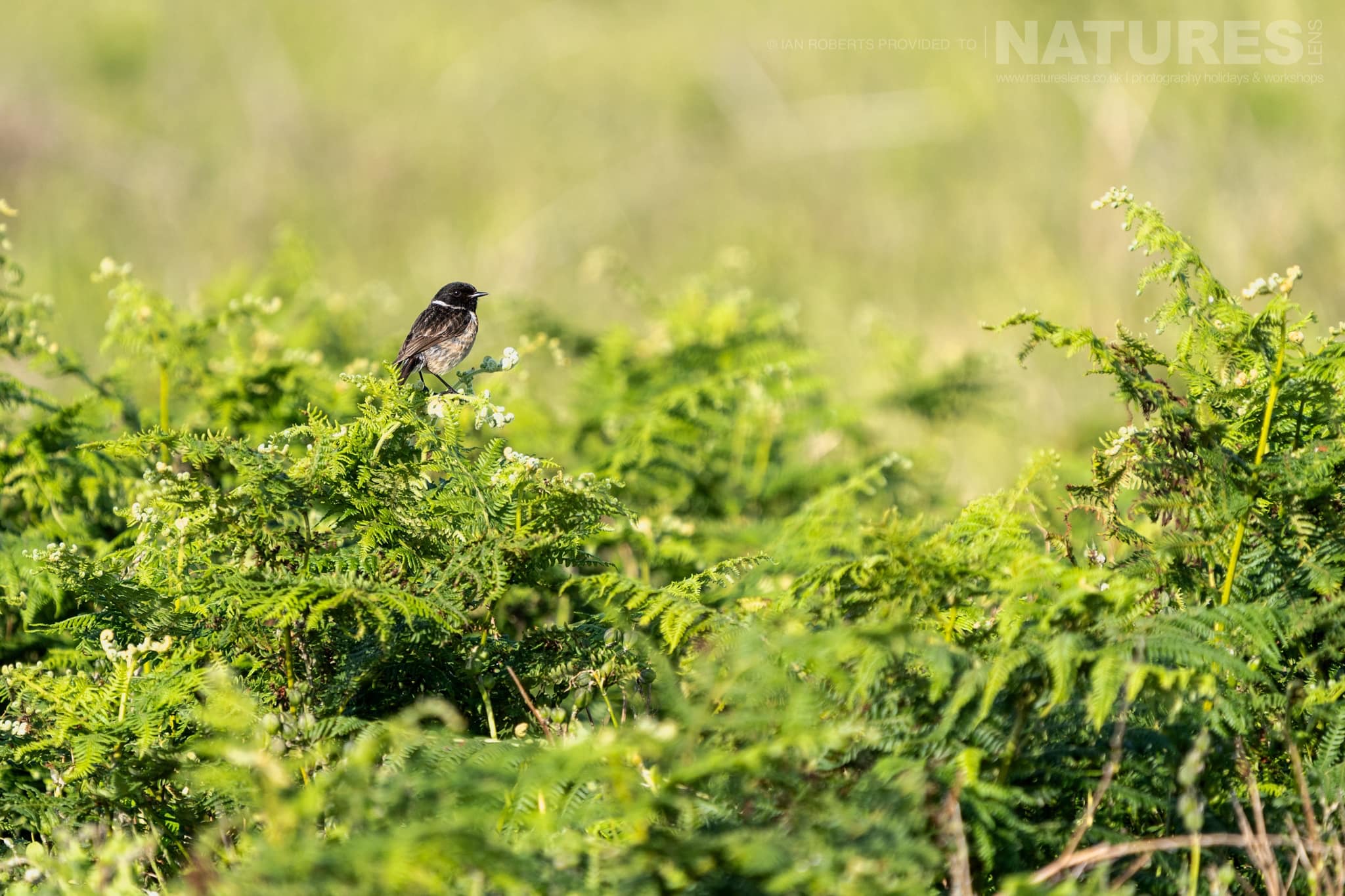 A Stonechat Perched On Green Ferns Photographed By Ian Roberts Whilst Spending Four Days With The Puffins Of Skomer Island Guiding For Natureslens A Stonechat Perched On Green Ferns - Photographed By Ian Roberts Whilst Spending Four Days With The Puffins Of Skomer Island Guiding For Natureslens