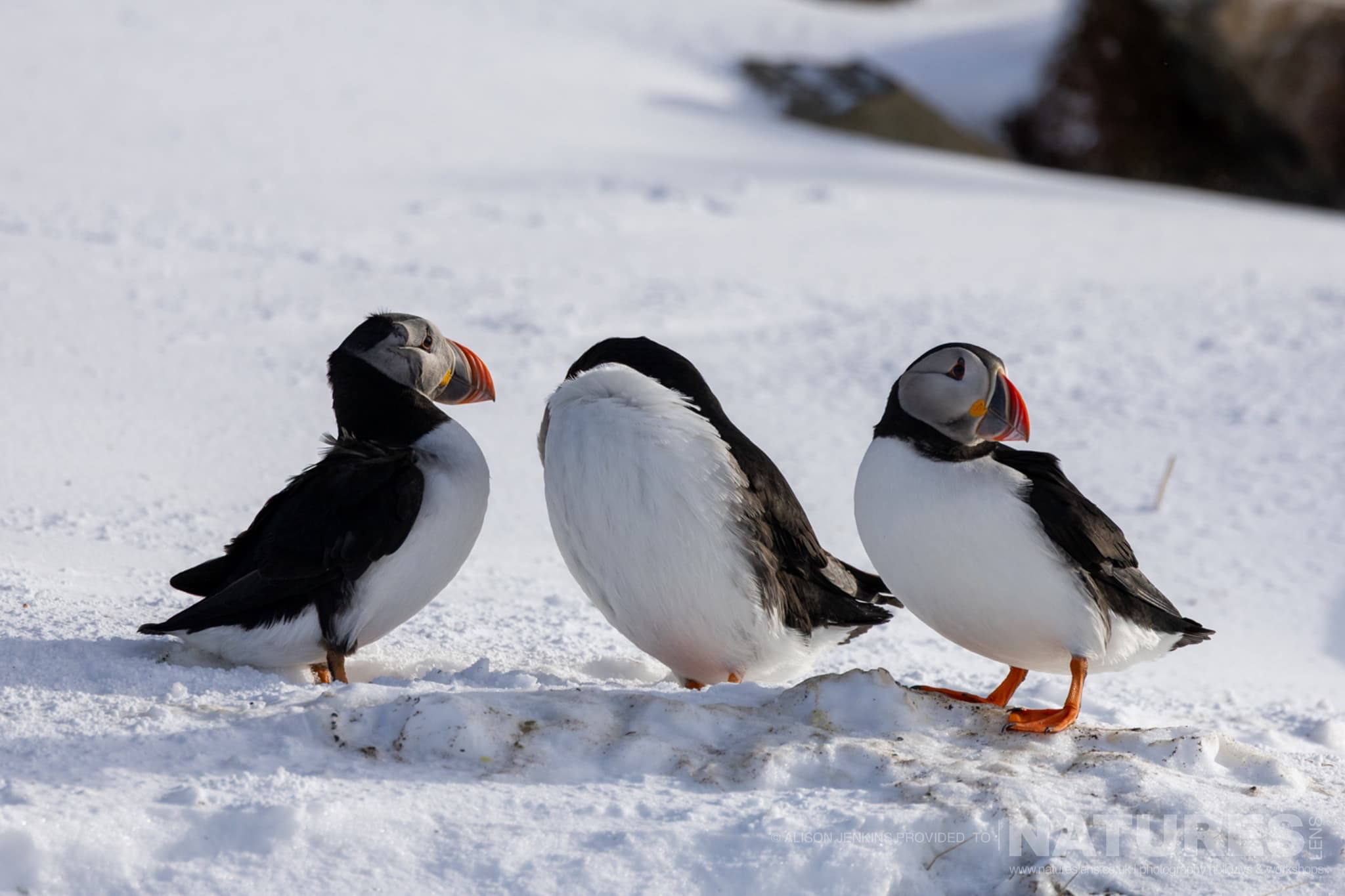 A Trio Of Puffins On The Snow Photographed By Alison Jenkins Who Will Be Leading The Natureslens Arctic Wildlife Puffins In The Snow Photography Holiday A Trio Of Puffins On The Snow - Photographed By Alison Jenkins Who Will Be Leading The Natureslens Arctic Wildlife &Amp; Puffins In The Snow Photography Holiday