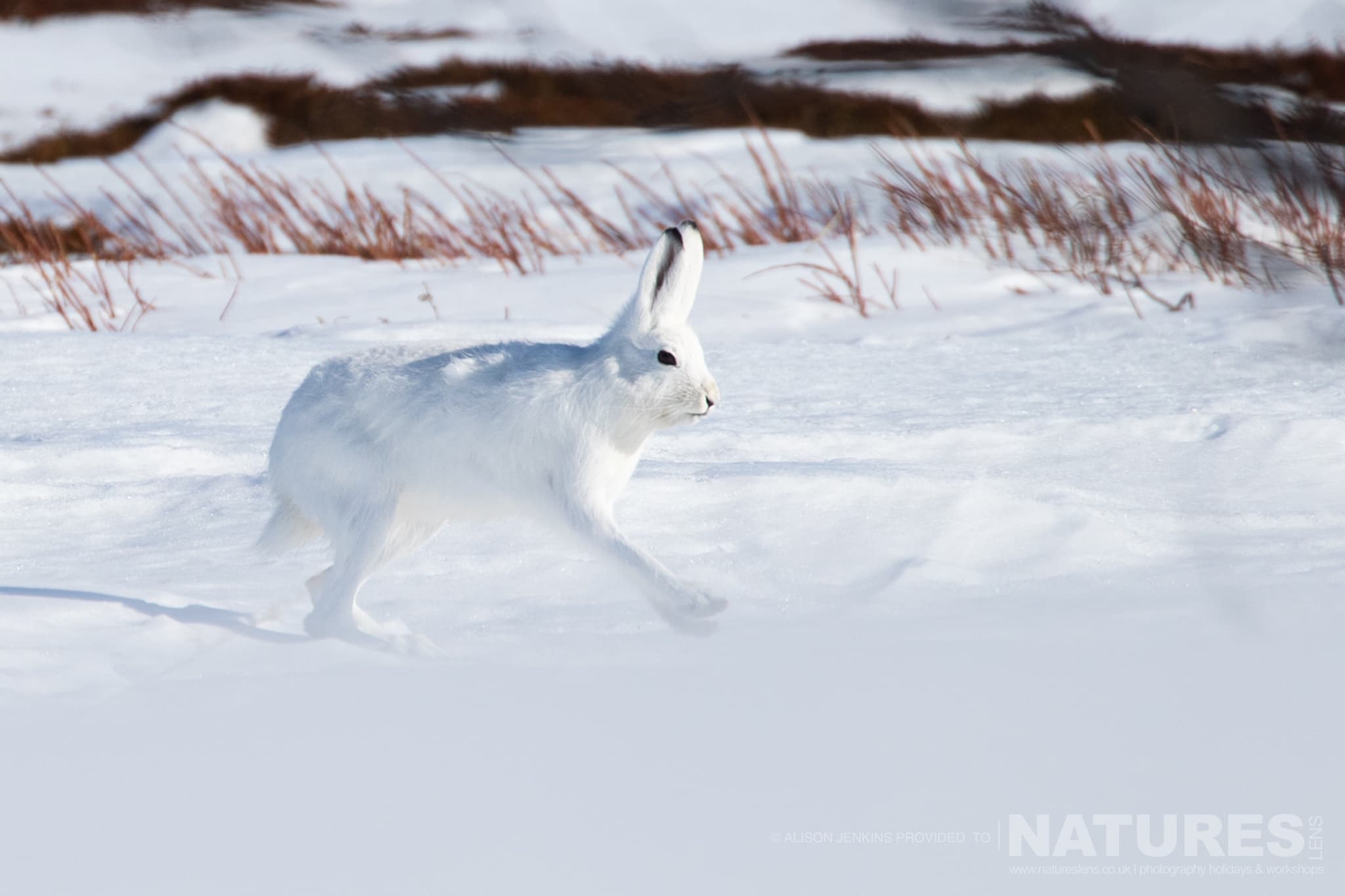 A White Hare Running Across A Snowy Landscape Photographed By Alison Jenkins Who Will Be Leading The Natureslens Arctic Wildlife Of Varanger Photography Holiday A White Hare Running Across A Snowy Landscape Photographed By Alison Jenkins Who Will Be Leading The Natureslens Arctic Wildlife Of Varanger Photography Holiday