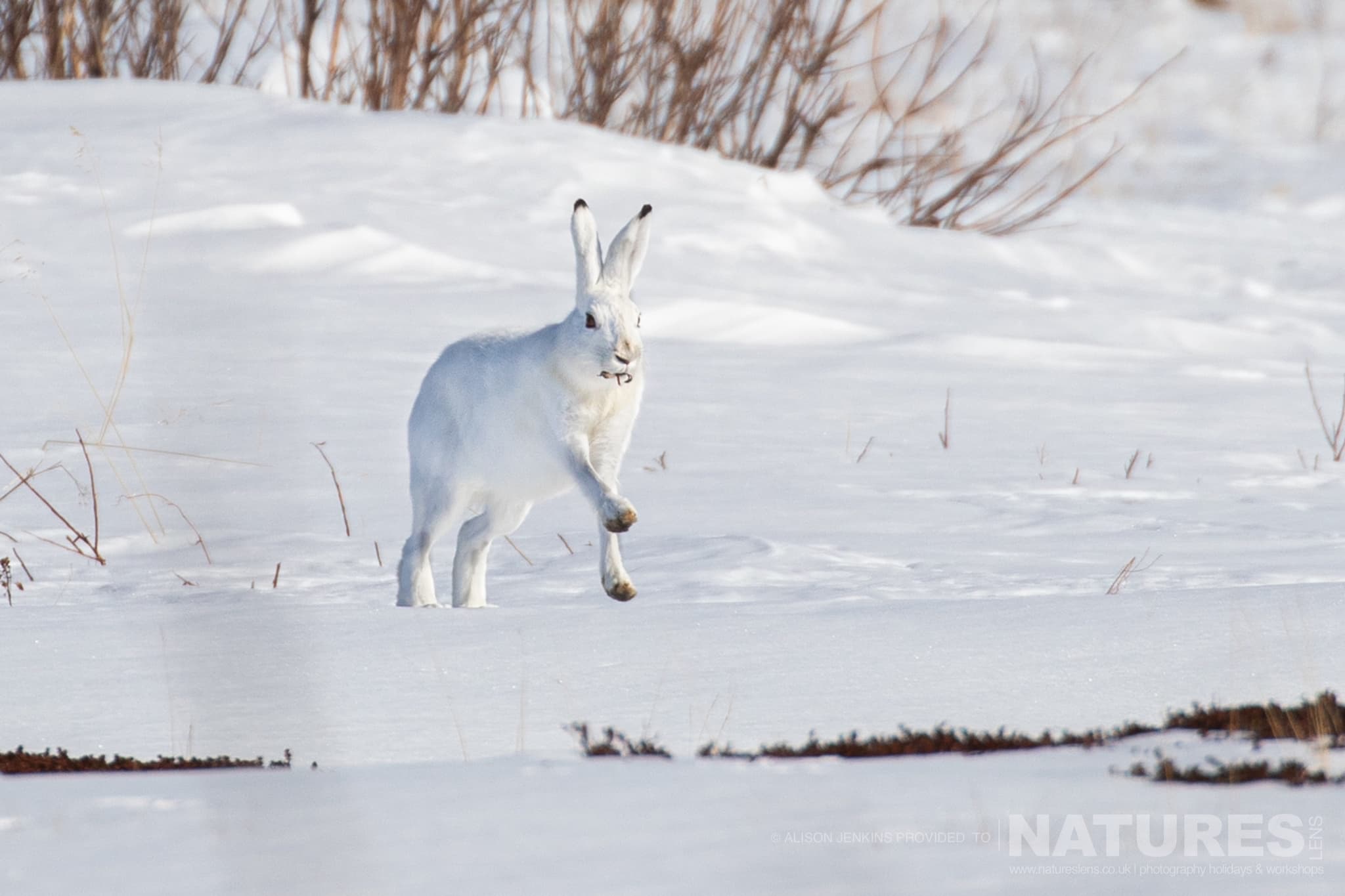 A White Hare Runs Across A Snowy Field Photographed By Alison Jenkins Who Will Be Leading The Natureslens Arctic Wildlife Puffins In The Snow Photography Holiday A White Hare Runs Across A Snowy Field - Photographed By Alison Jenkins Who Will Be Leading The Natureslens Arctic Wildlife &Amp; Puffins In The Snow Photography Holiday
