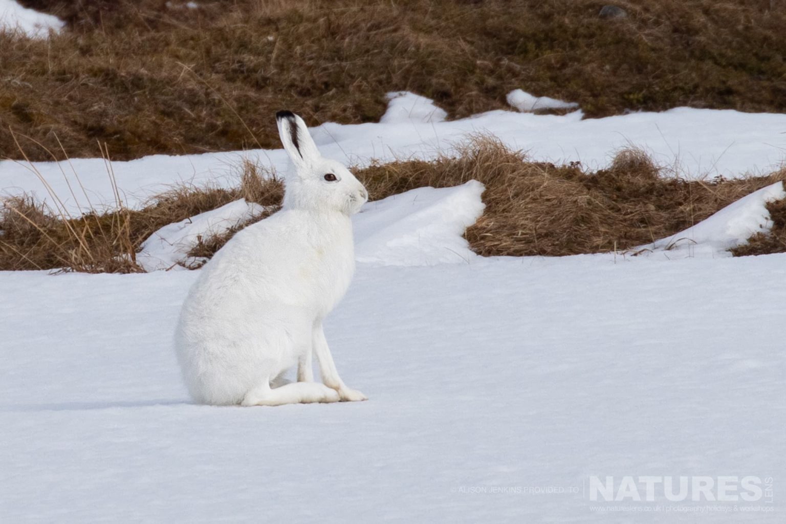 A White Hare Sitting On A Snowy Field Photographed By Alison Jenkins Who Will Be Leading The Natureslens Arctic Wildlife of Varanger Photography Holiday
