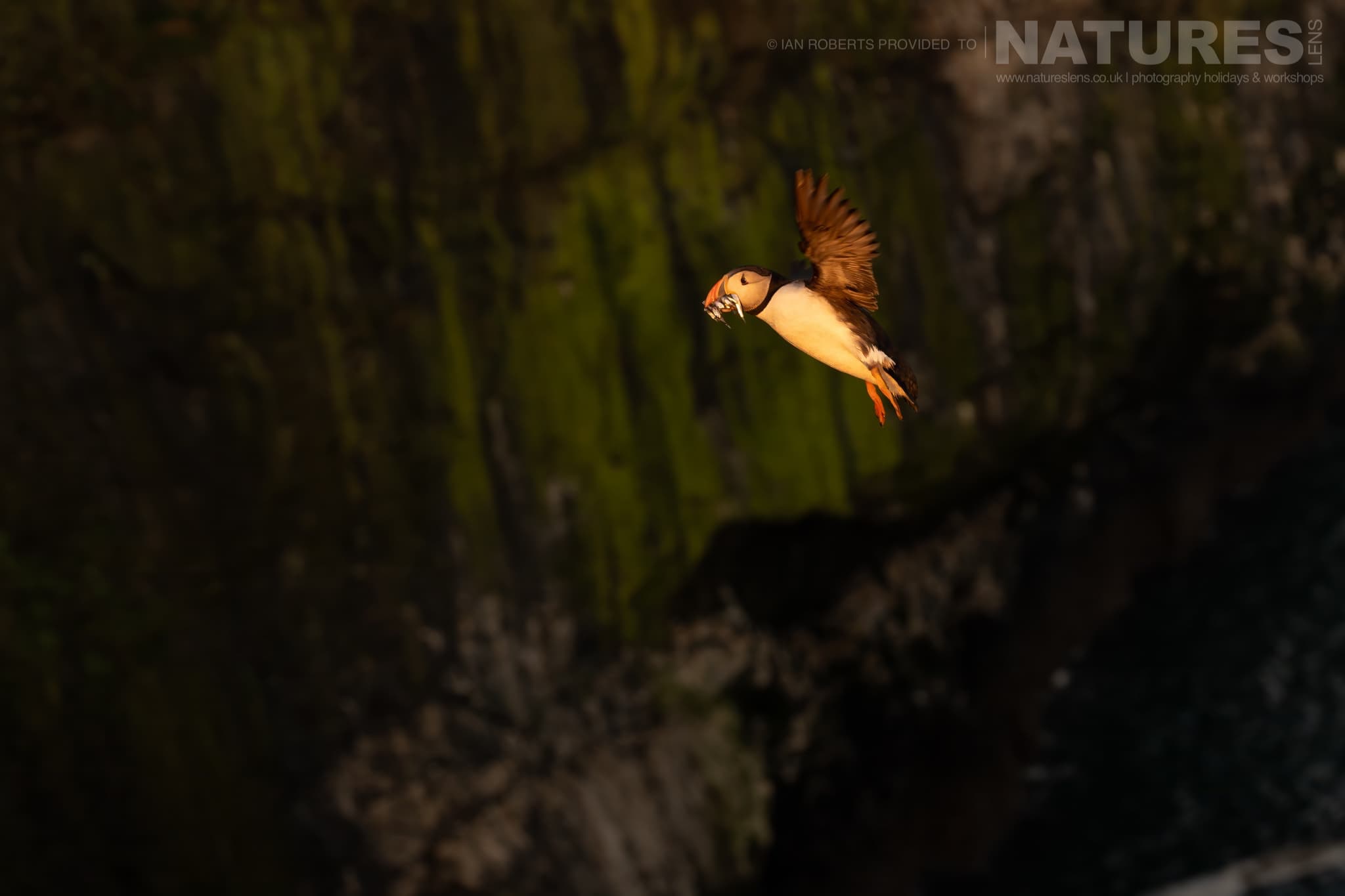 An Atlantic Puffin Beautifully Illuminated By The Evening Light Photographed By Ian Roberts Whilst Spending Four Days With The Puffins Of Skomer Island Guiding For Natureslens An Atlantic Puffin Beautifully Illuminated By The Evening Light - Photographed By Ian Roberts Whilst Spending Four Days With The Puffins Of Skomer Island Guiding For Natureslens