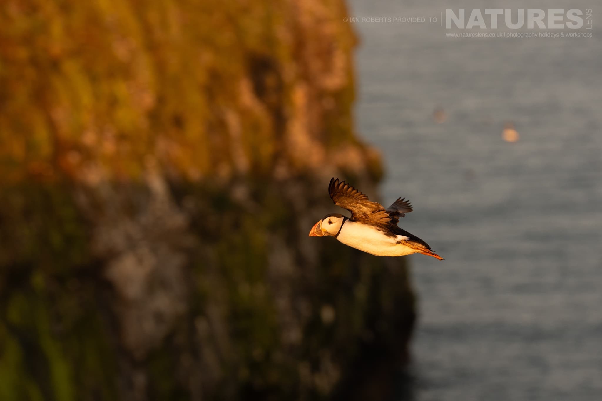 An Atlantic Puffin Flying Near A Coastal Cliff At Sunset Photographed By Ian Roberts Whilst Spending Four Days With The Puffins Of Skomer Island Guiding For Natureslens An Atlantic Puffin Flying Near A Coastal Cliff At Sunset - Photographed By Ian Roberts Whilst Spending Four Days With The Puffins Of Skomer Island Guiding For Natureslens