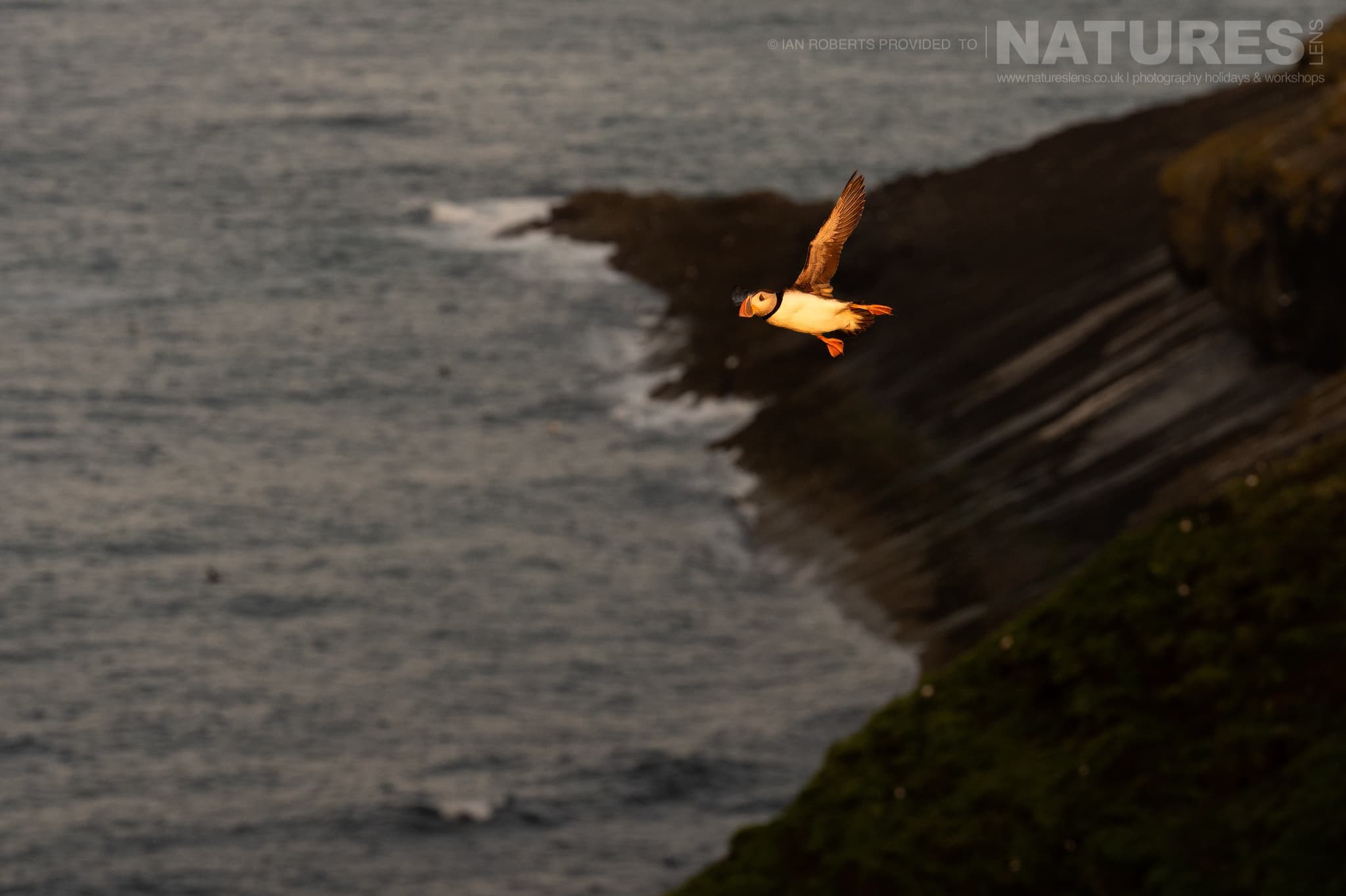 An Atlantic Puffin Flying Over A Coastal Cliff Edge Photographed By Ian Roberts Whilst Spending Four Days With The Puffins Of Skomer Island Guiding For Natureslens An Atlantic Puffin Flying Over A Coastal Cliff Edge - Photographed By Ian Roberts Whilst Spending Four Days With The Puffins Of Skomer Island Guiding For Natureslens