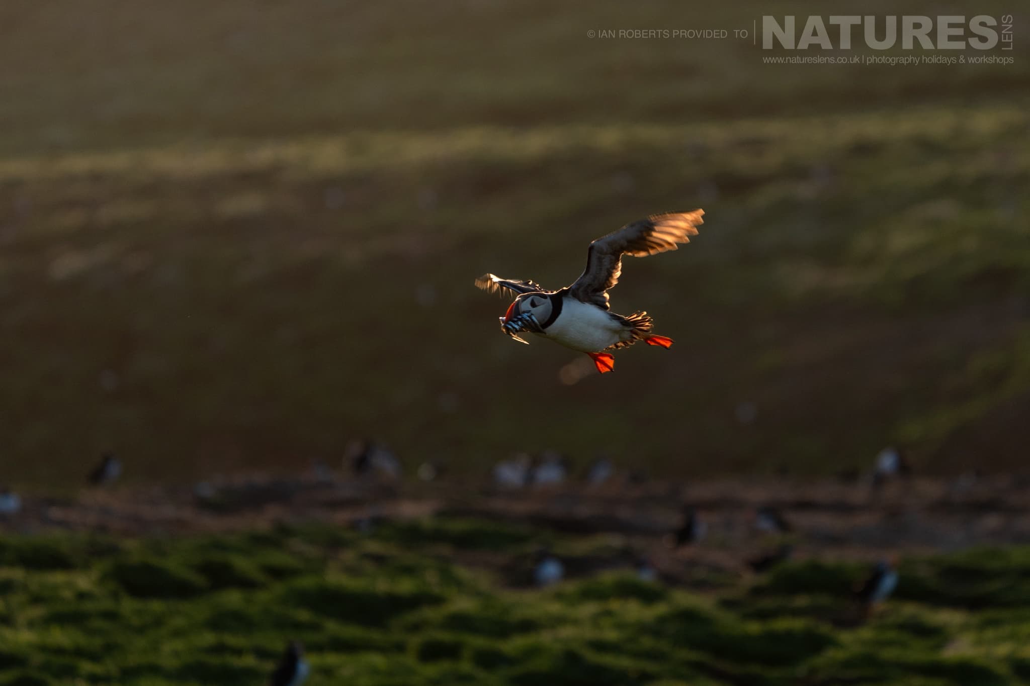 An Atlantic Puffin Flying Over A Grassy Hillside Photographed By Ian Roberts Whilst Spending Four Days With The Puffins Of Skomer Island Guiding For Natureslens An Atlantic Puffin Flying Over A Grassy Hillside - Photographed By Ian Roberts Whilst Spending Four Days With The Puffins Of Skomer Island Guiding For Natureslens