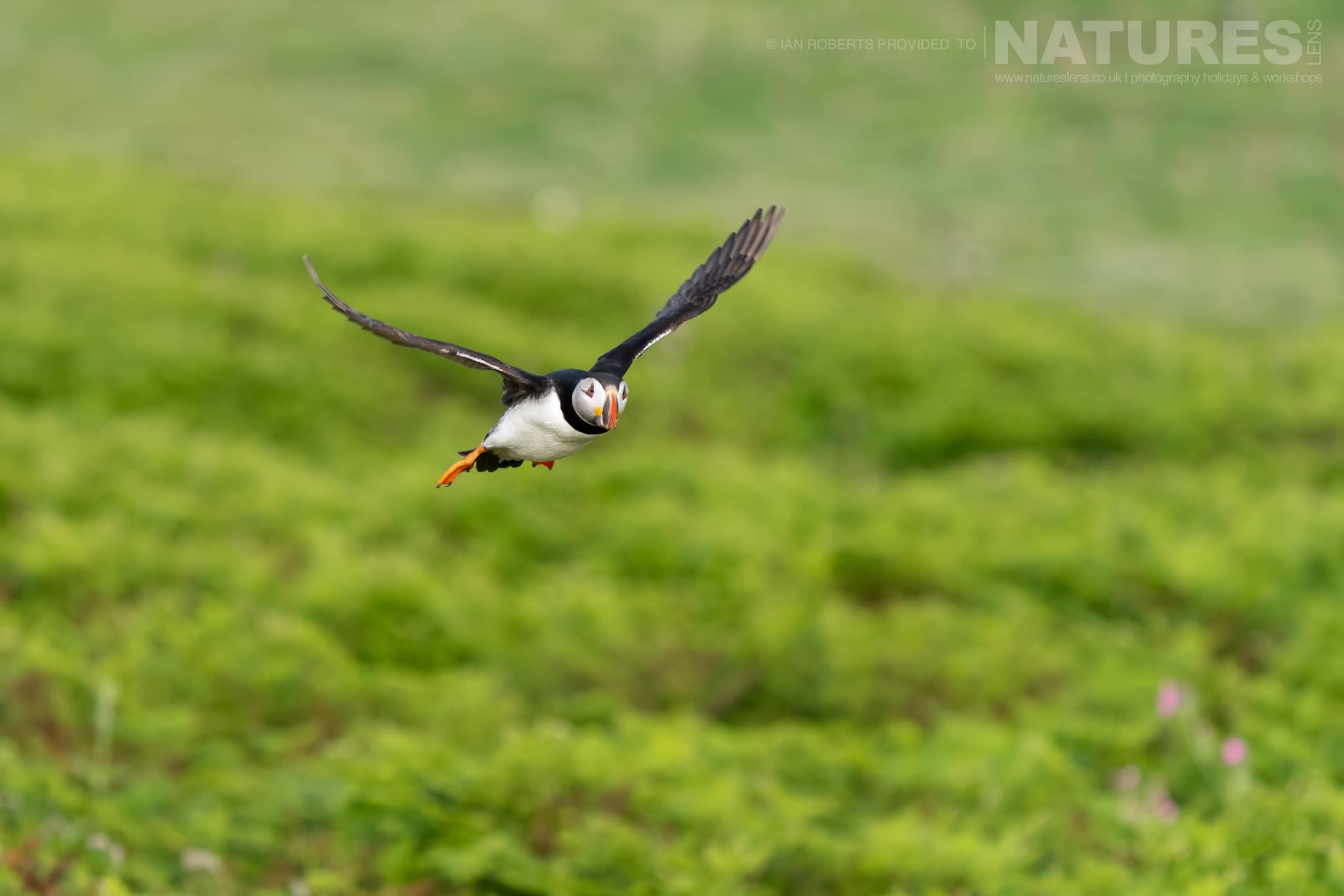 An Atlantic Puffin Flying Over A Green Meadow Photographed By Ian Roberts Whilst Spending Four Days With The Puffins Of Skomer Island Guiding For Natureslens An Atlantic Puffin Flying Over A Green Meadow - Photographed By Ian Roberts Whilst Spending Four Days With The Puffins Of Skomer Island Guiding For Natureslens