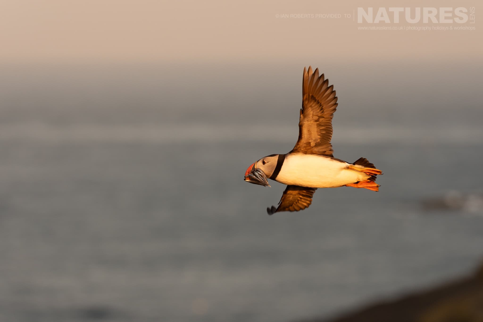 An Atlantic Puffin Flying Over The Ocean Photographed By Ian Roberts Whilst Spending Four Days With The Puffins Of Skomer Island Guiding For Natureslens An Atlantic Puffin Flying Over The Ocean - Photographed By Ian Roberts Whilst Spending Four Days With The Puffins Of Skomer Island Guiding For Natureslens