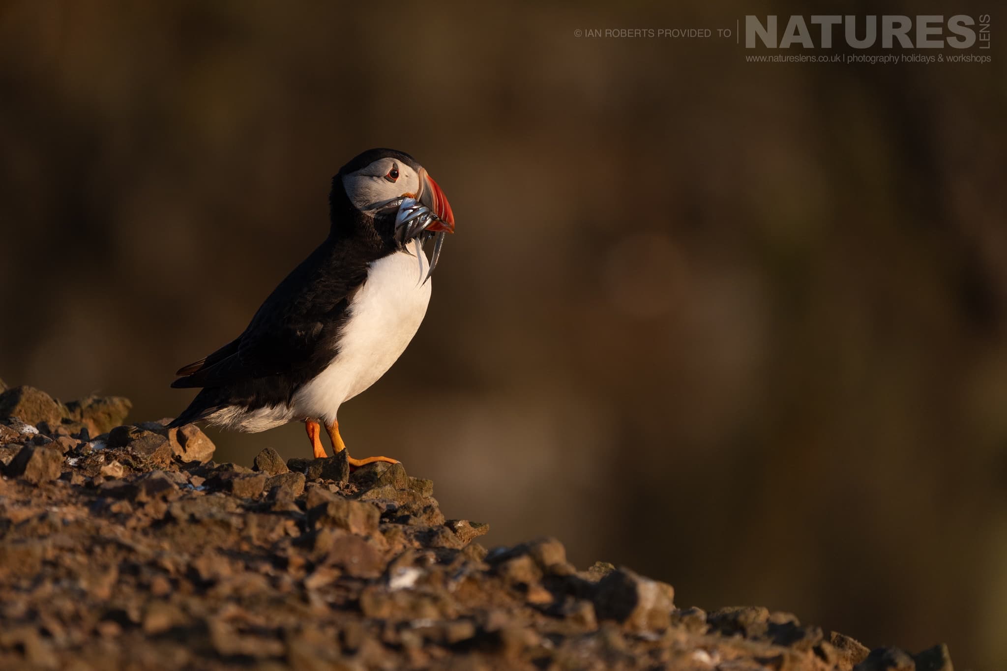 An Atlantic Puffin Holding A Beak Full Of Fish Photographed By Ian Roberts Whilst Spending Four Days With The Puffins Of Skomer Island Guiding For Natureslens An Atlantic Puffin Holding A Beak Full Of Fish - Photographed By Ian Roberts Whilst Spending Four Days With The Puffins Of Skomer Island Guiding For Natureslens