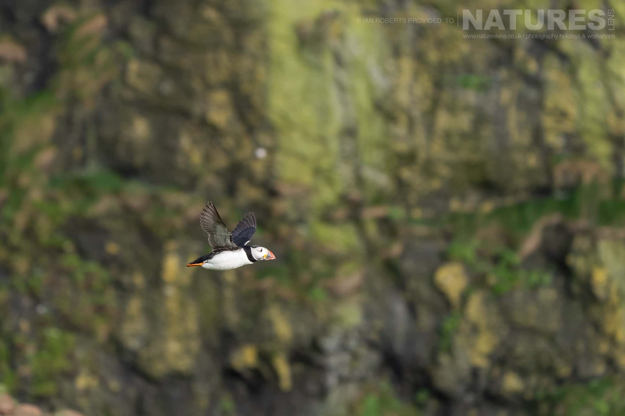 An Atlantic Puffin In Flight Near A Series Of Rocky Cliffs Photographed By Ian Roberts Whilst Spending Four Days With The Puffins Of Skomer Island Guiding For Natureslens An Atlantic Puffin In Flight Near A Series Of Rocky Cliffs - Photographed By Ian Roberts Whilst Spending Four Days With The Puffins Of Skomer Island Guiding For Natureslens