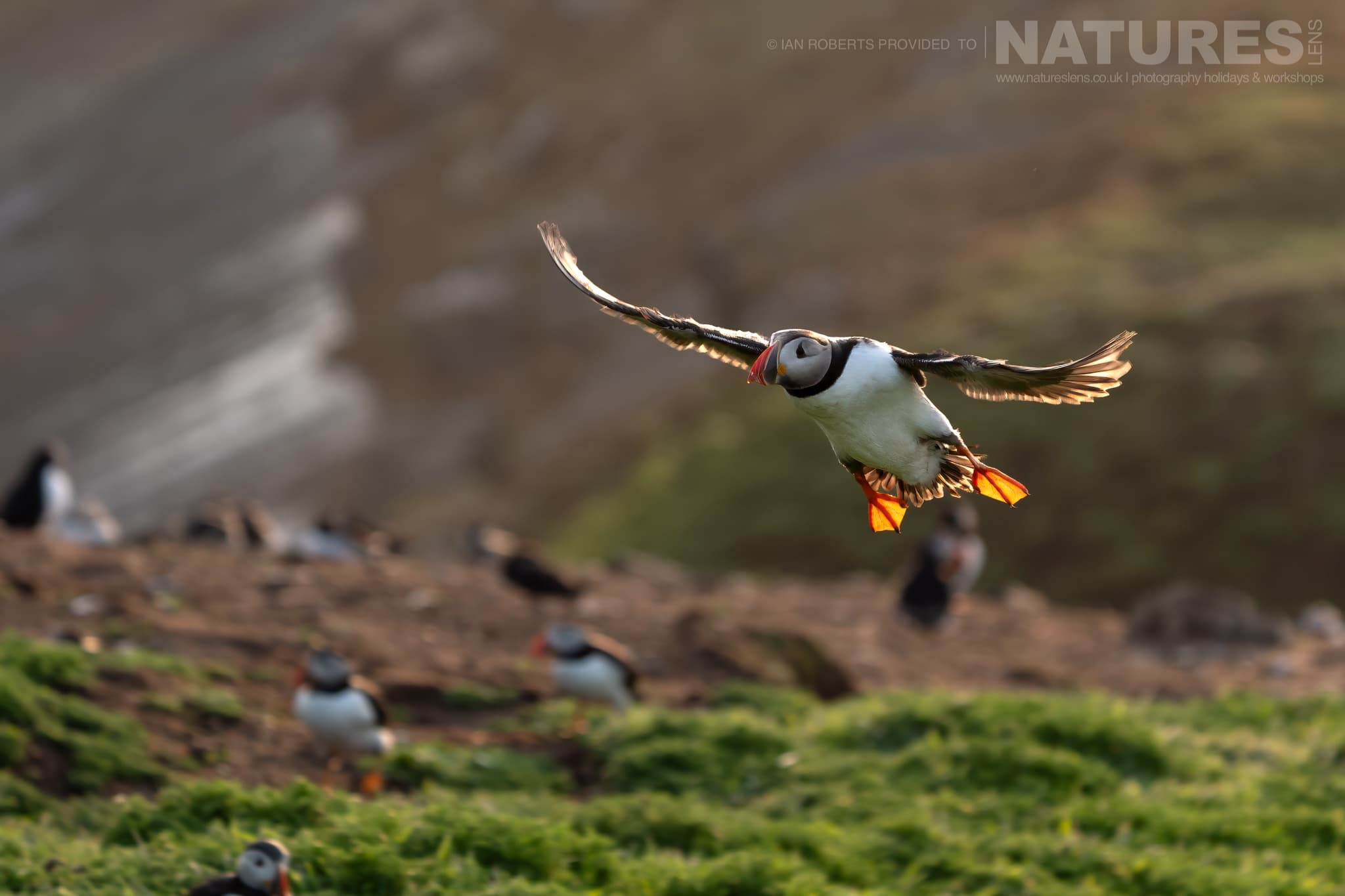 An Atlantic Puffin In Flight Over The Grassy Cliff Edge Photographed By Ian Roberts Whilst Spending Four Days With The Puffins Of Skomer Island Guiding For Natureslens An Atlantic Puffin In Flight Over The Grassy Cliff Edge - Photographed By Ian Roberts Whilst Spending Four Days With The Puffins Of Skomer Island Guiding For Natureslens